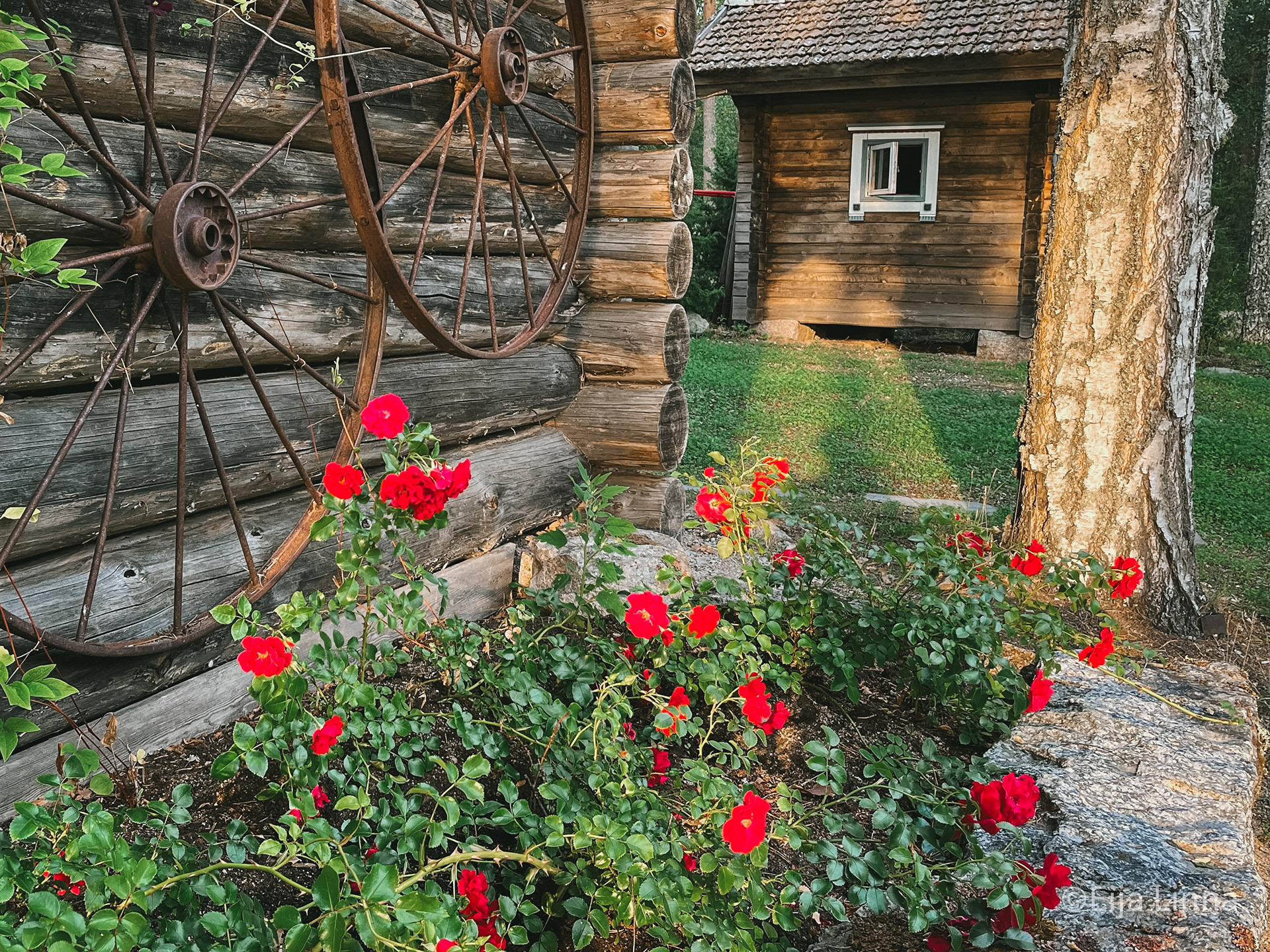 Ruusupenkki ja huussi / Flowers
