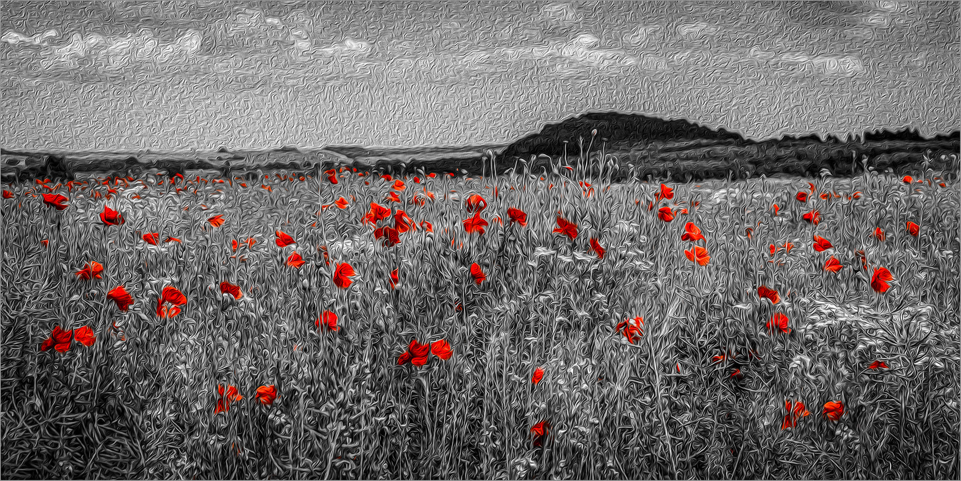 Field of Poppies
