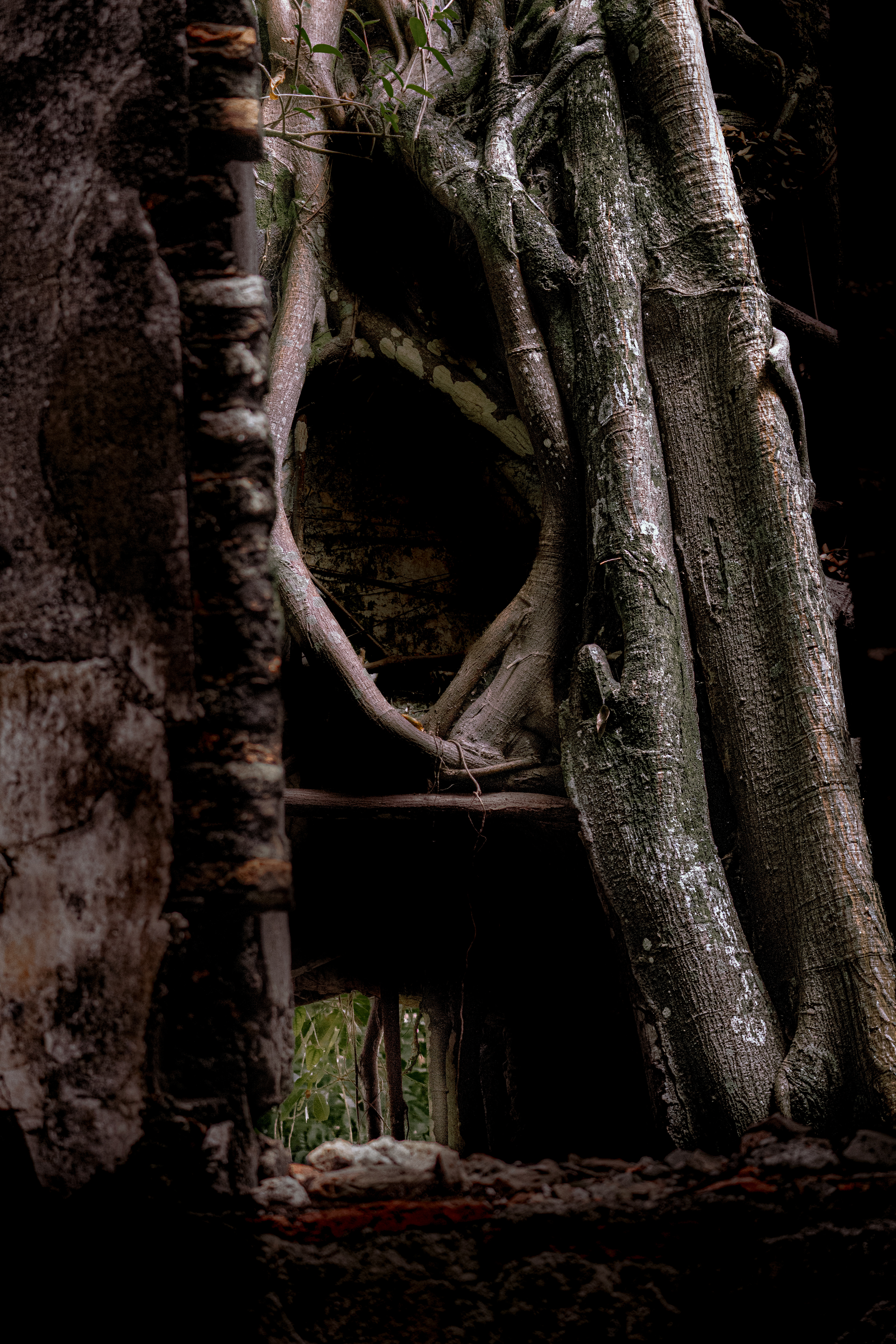 Trasplante estructural