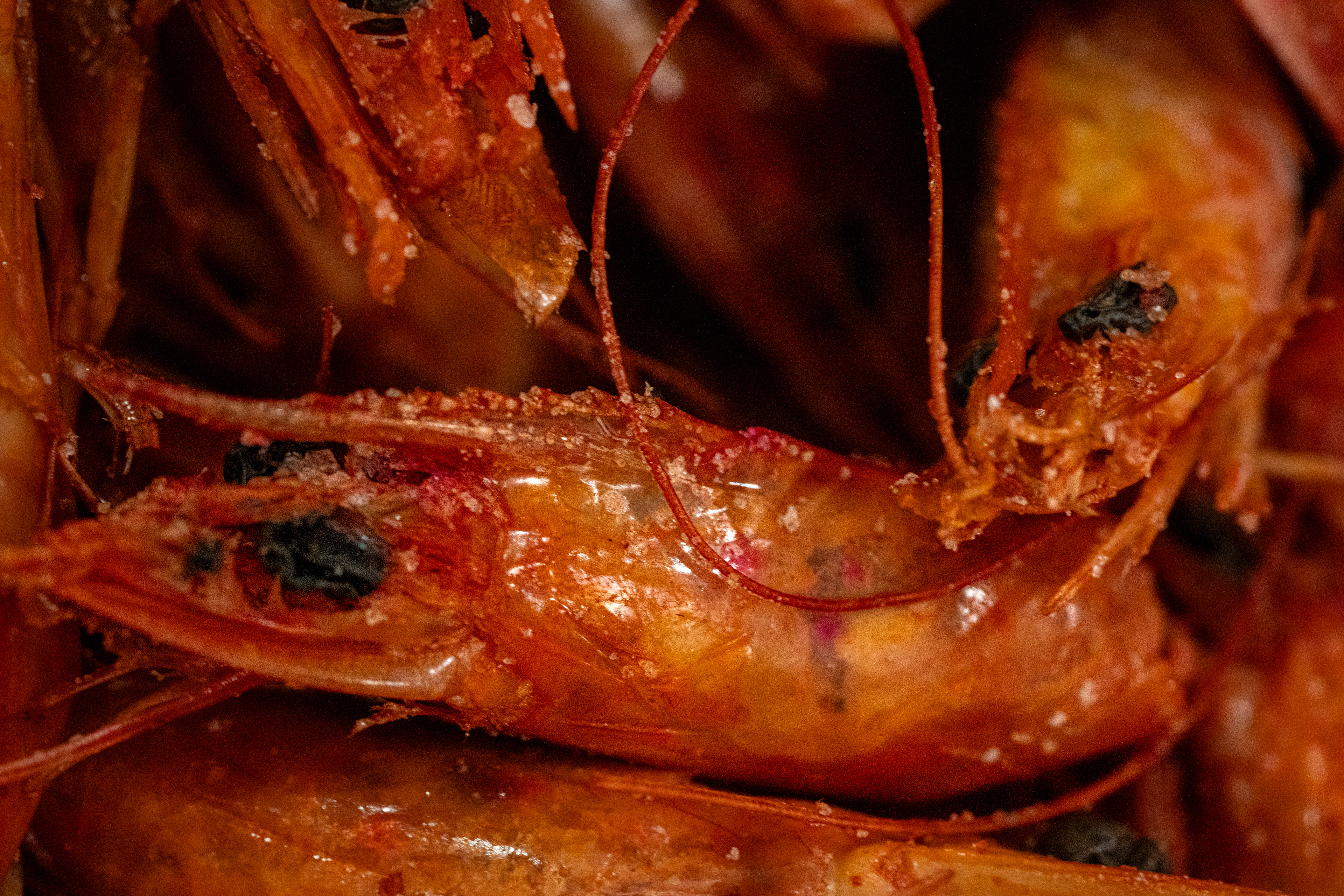 This is not a shrimp