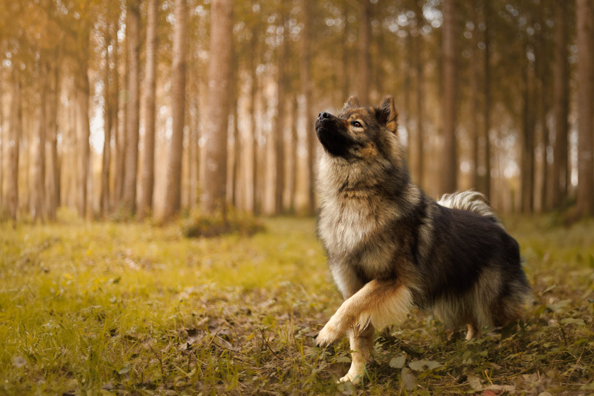 Séance photo chien en été
