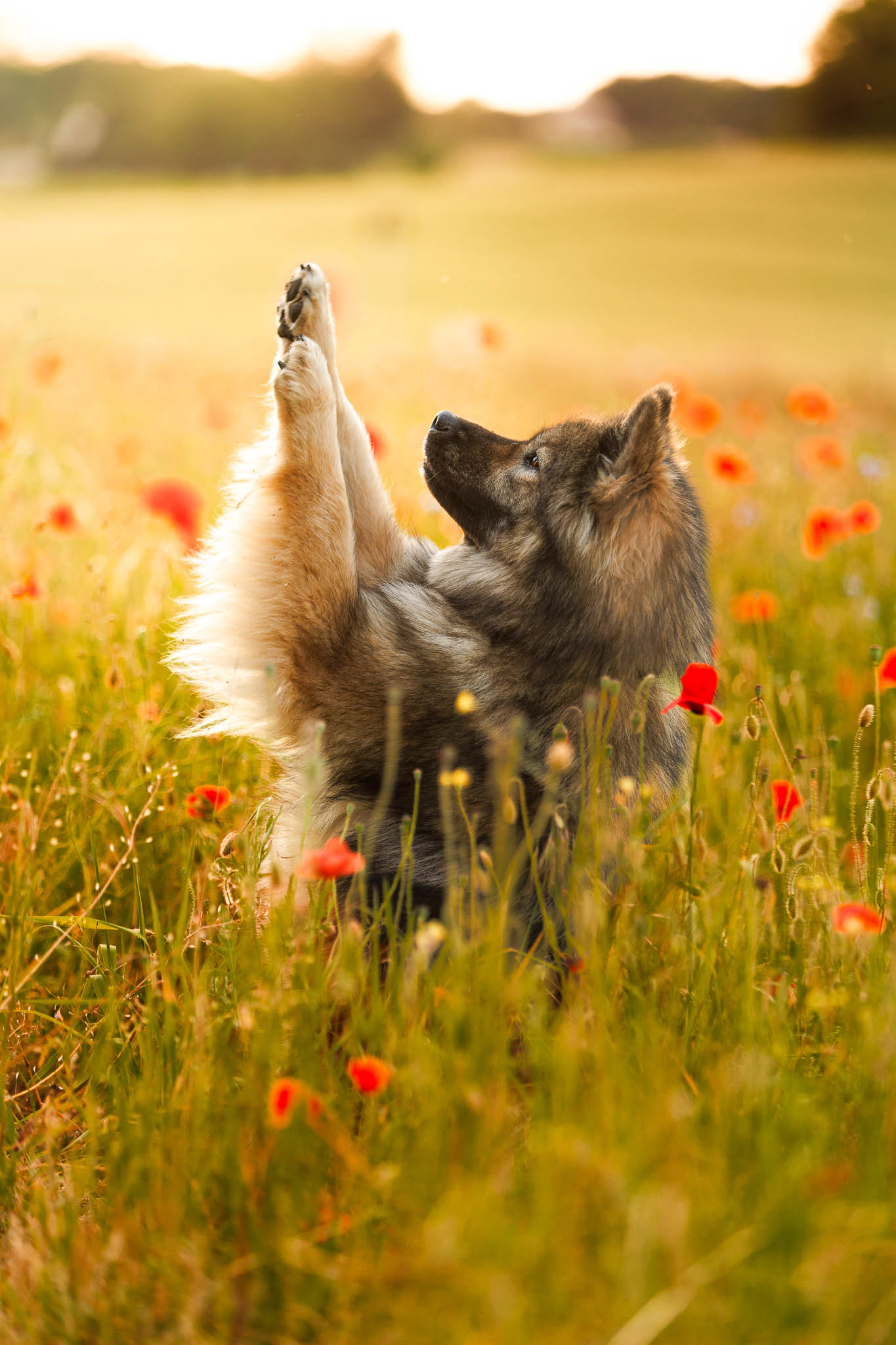 Eurasier dans les coquelicots