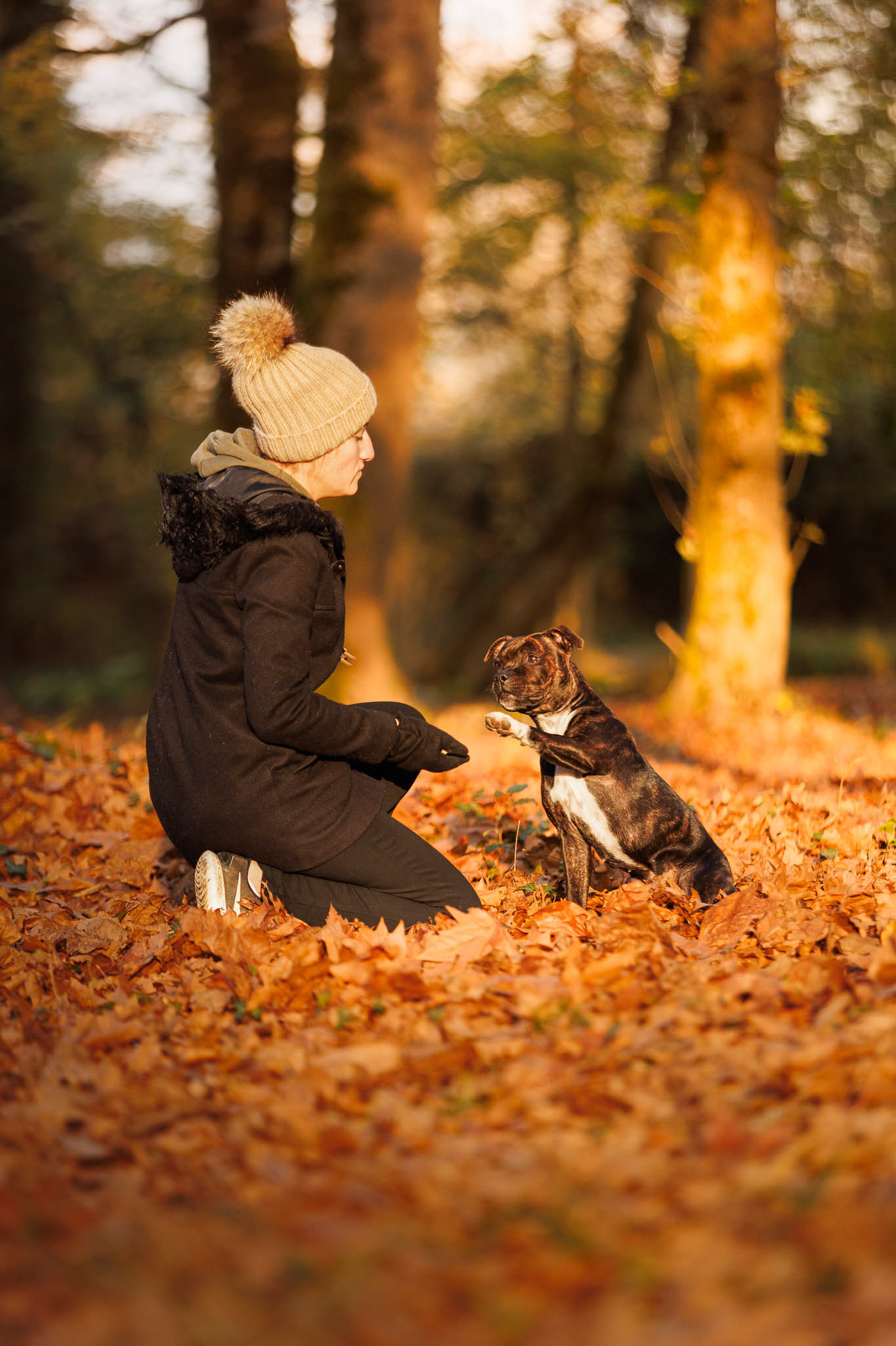 complicité maitre chien