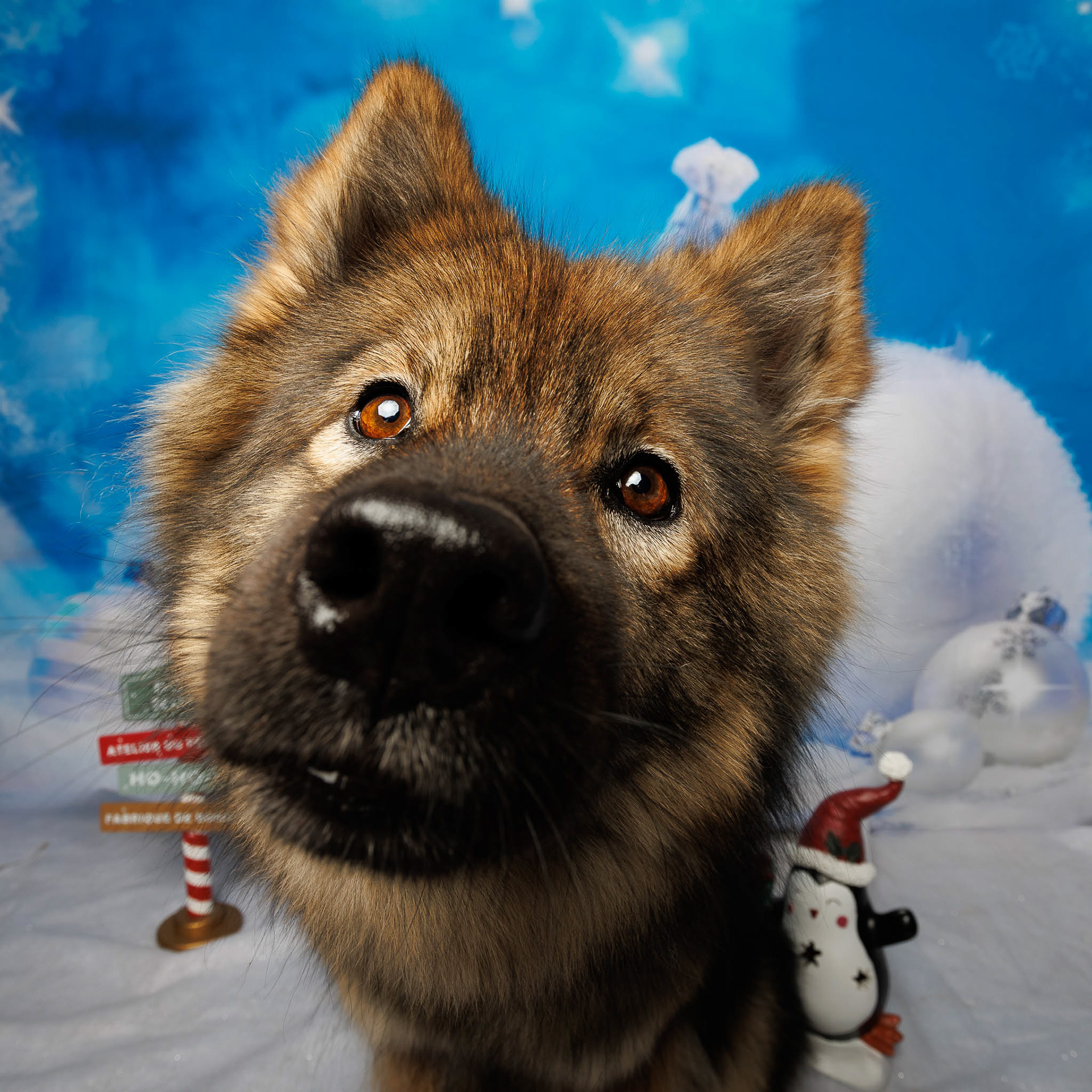 Portrait canin pour Noël