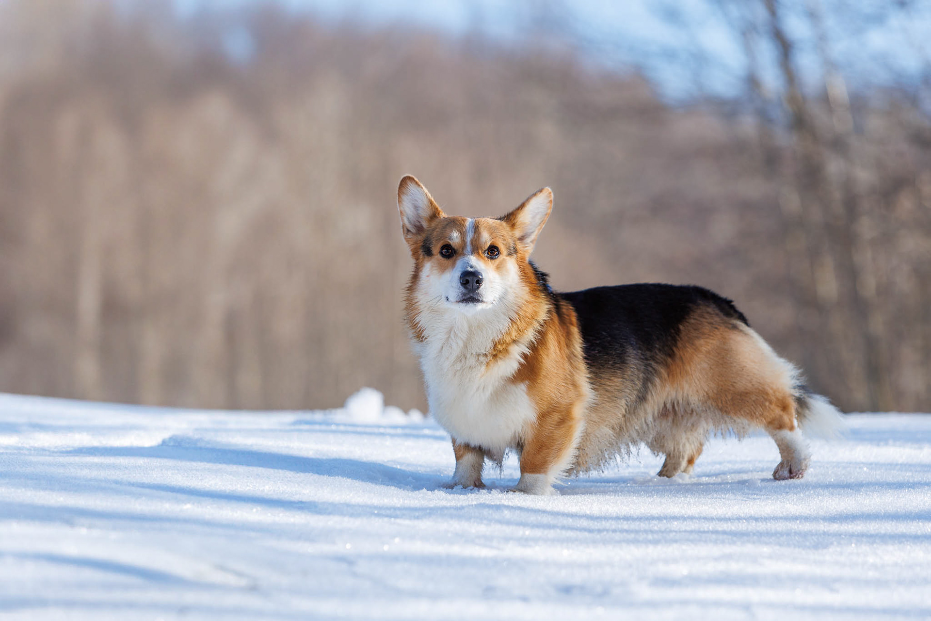 Corgi dans la neige