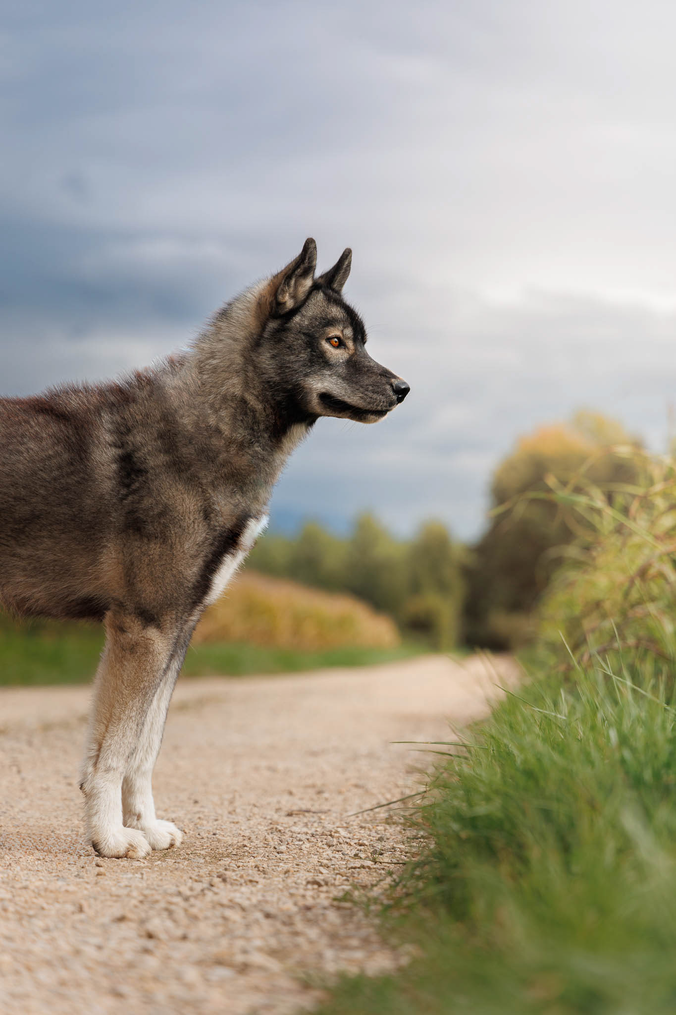 Husky