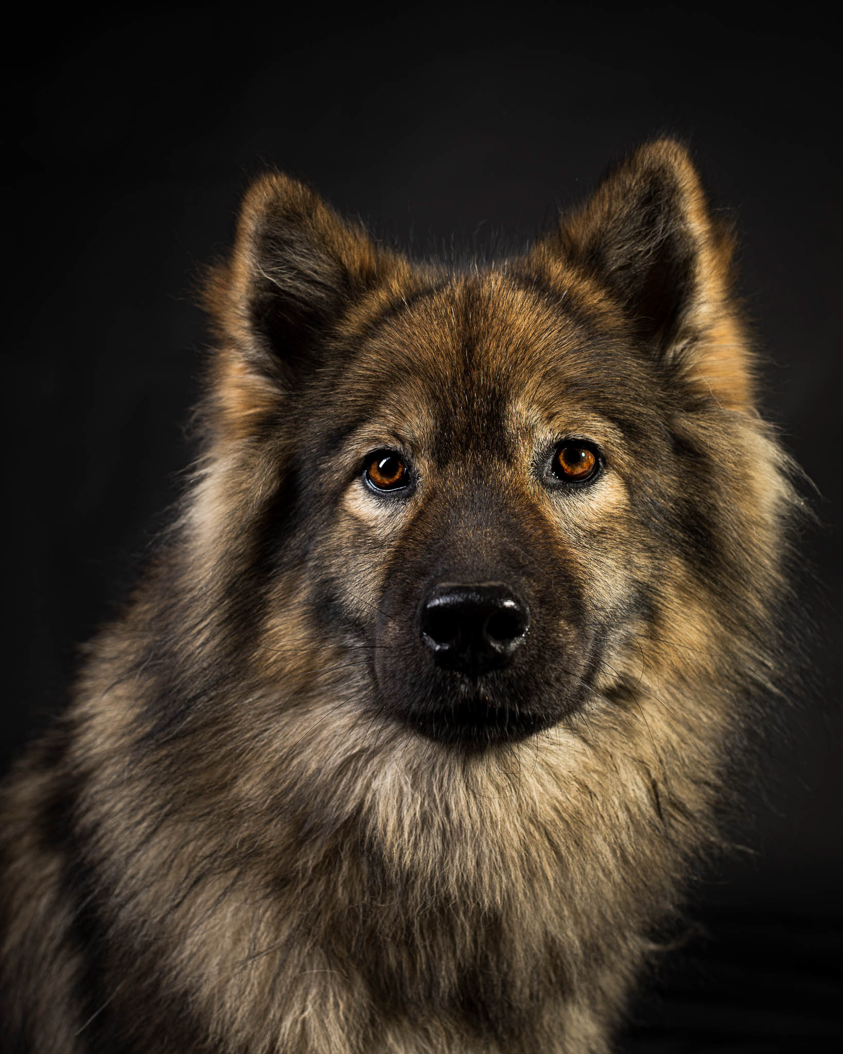 Portrait canin en studio