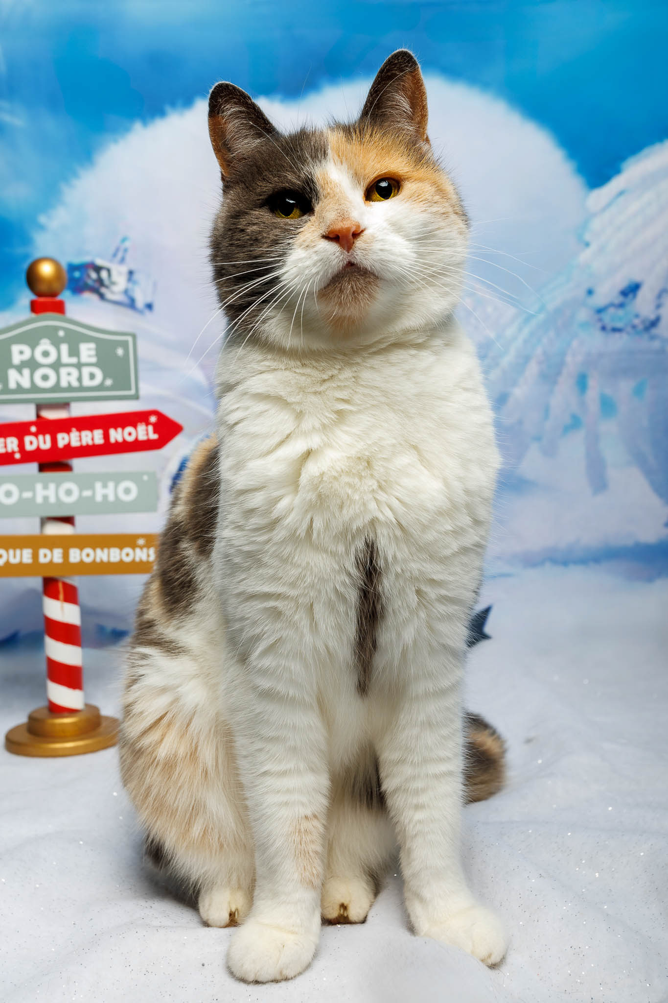 Séance de Noël chat