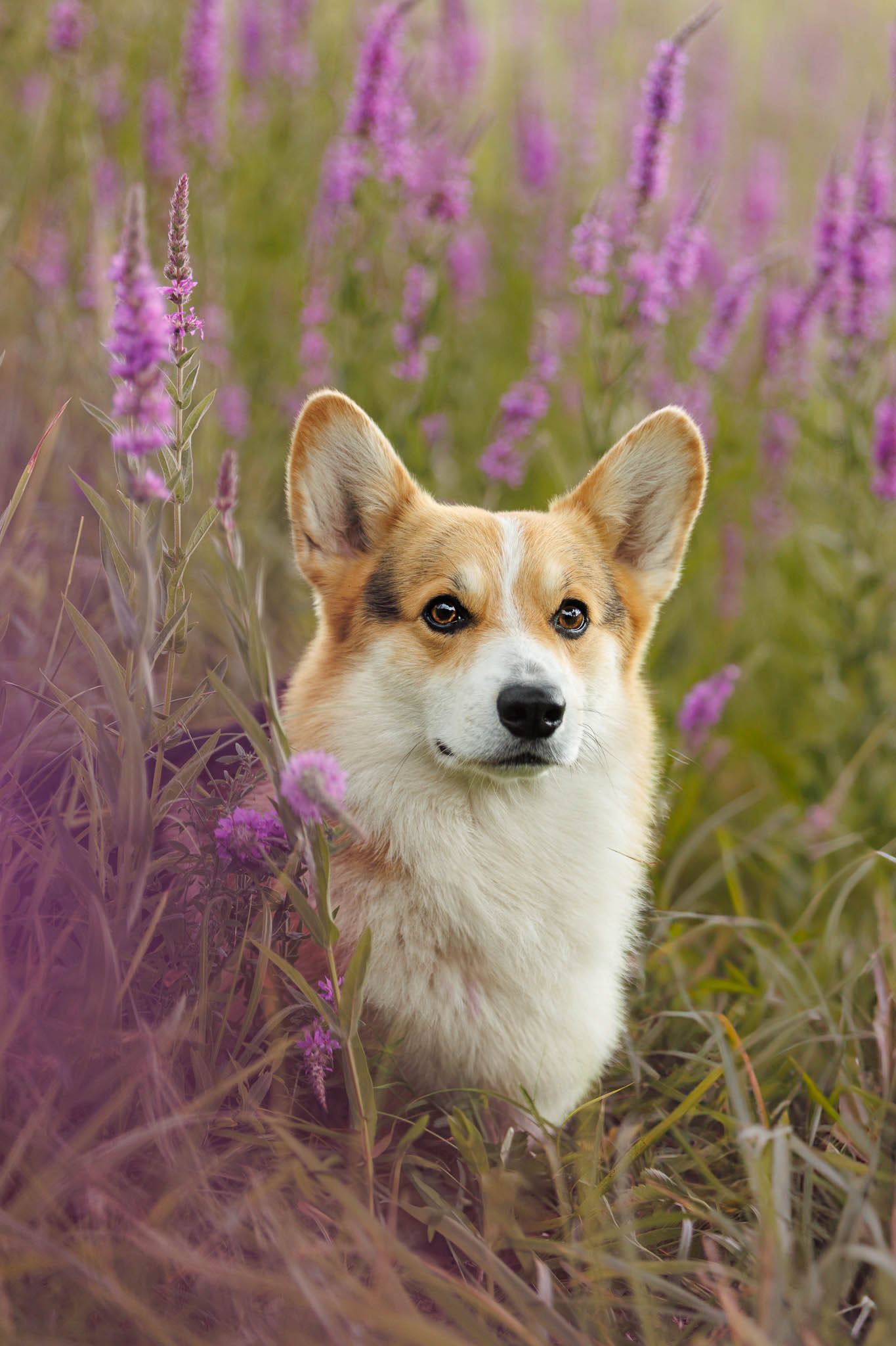 Corgi dans les fleurs