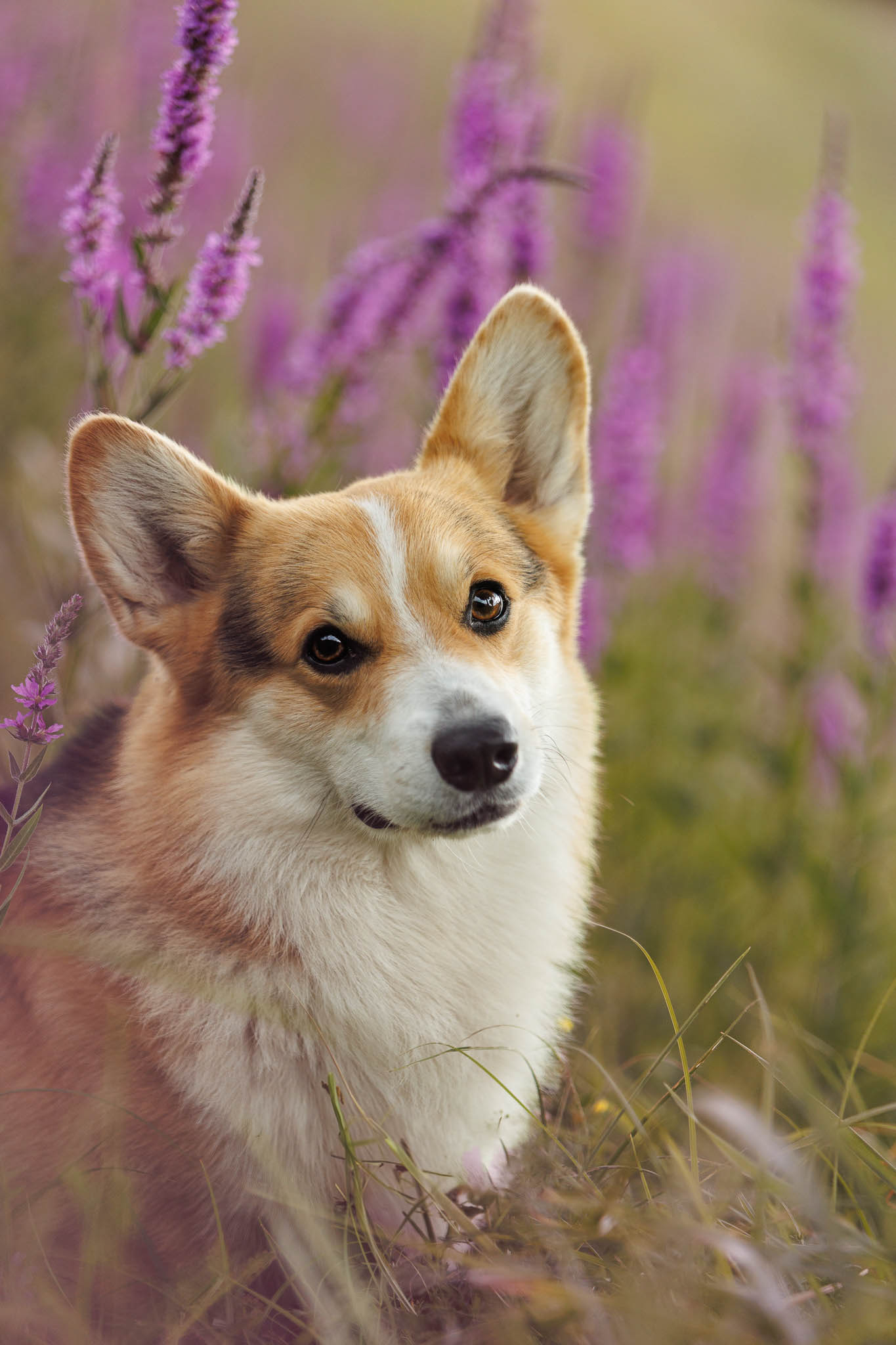 Corgi dans les fleurs