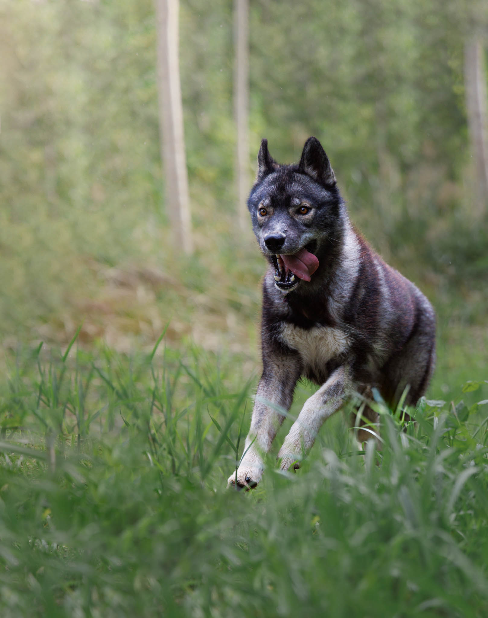 Husky en action