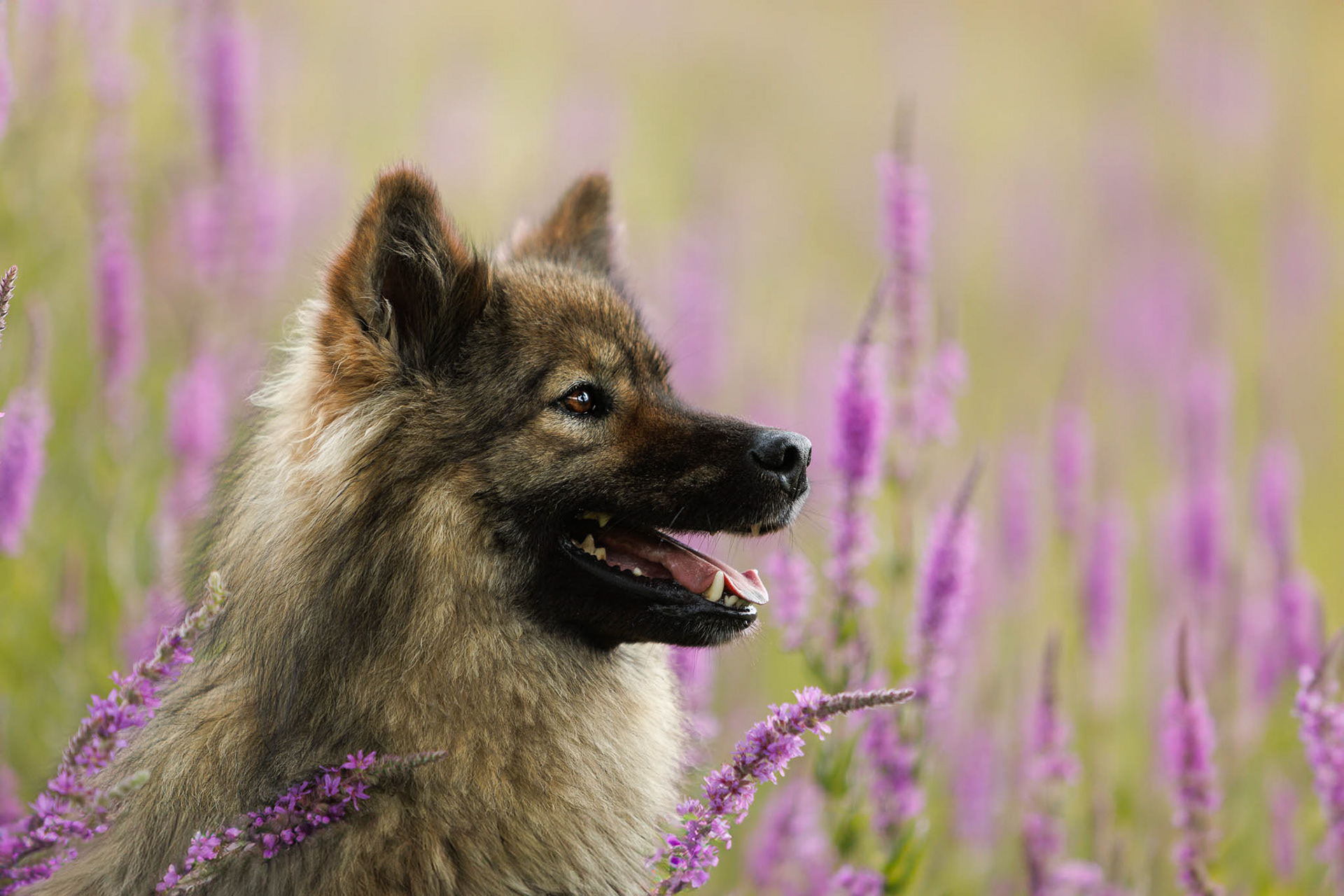 Eurasier dans les fleurs
