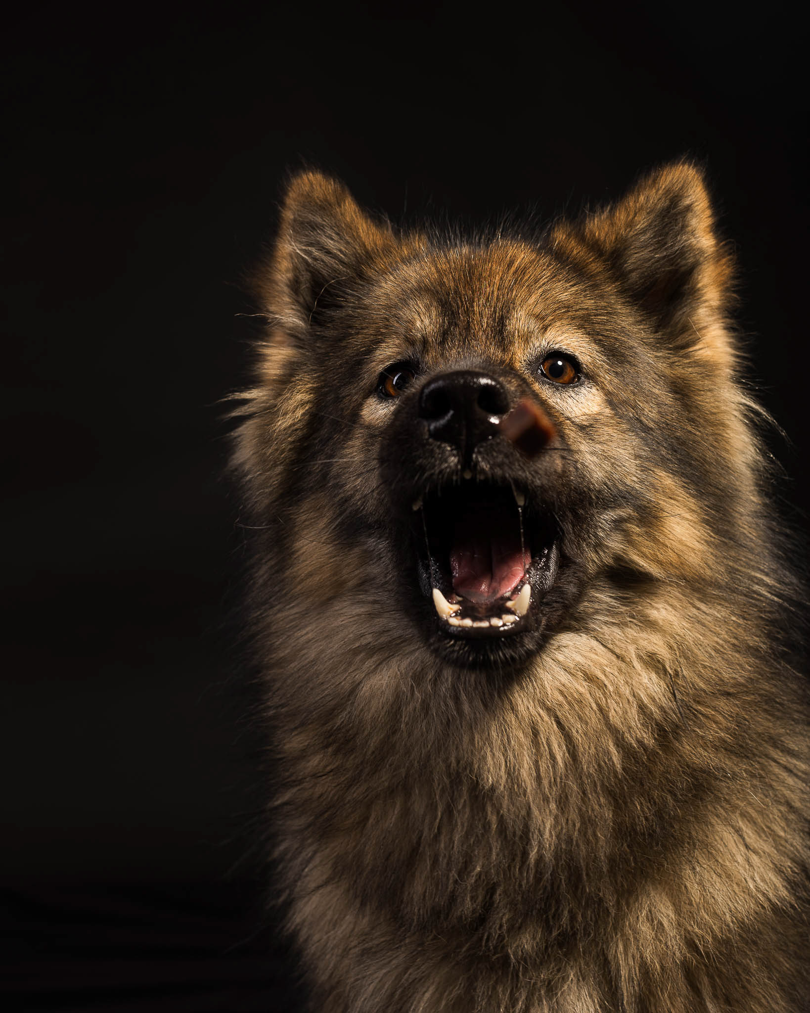 Portrait chien en studio