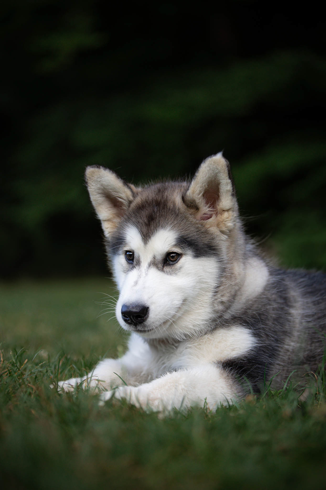 Kiara. Chiot malamute