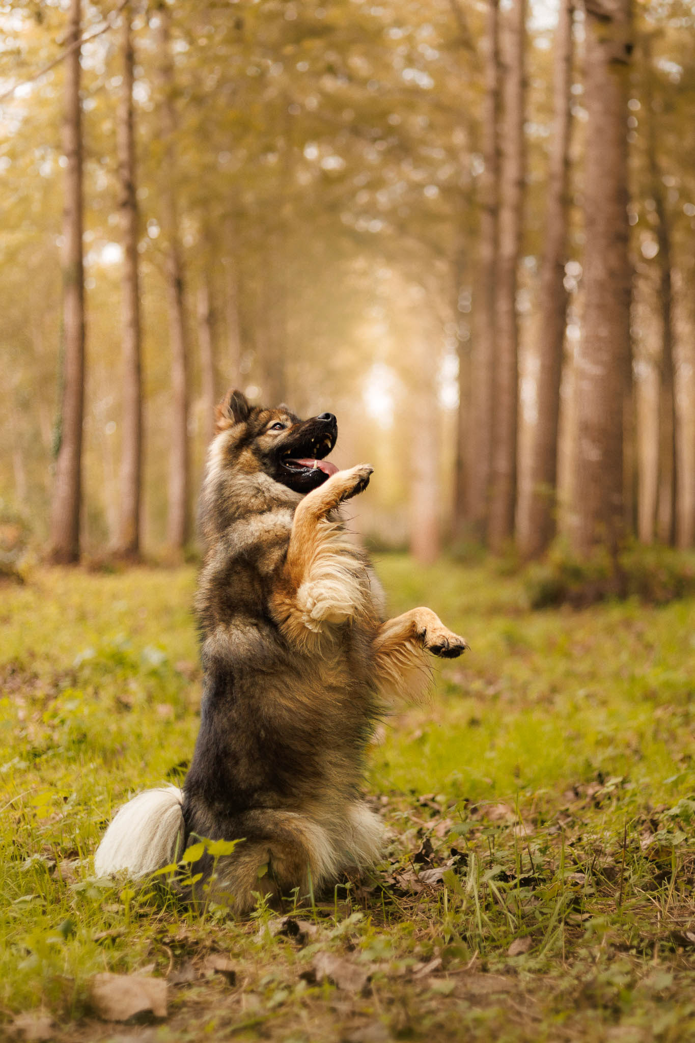 Séance photo chien en été