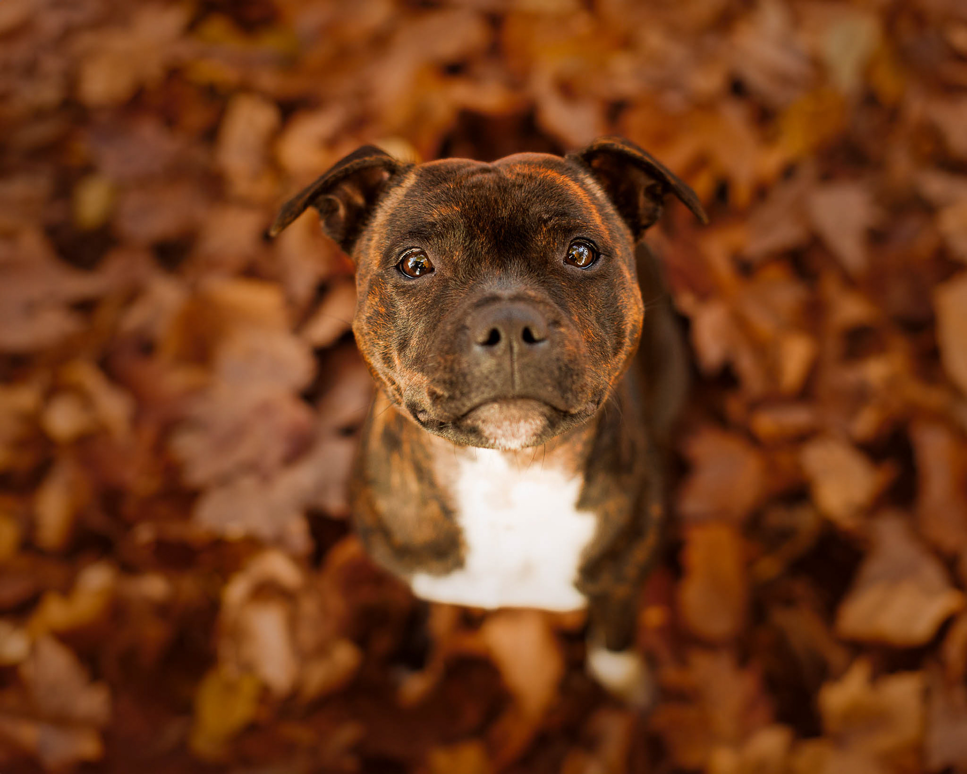 Staffy dans les feuilles d'automne
