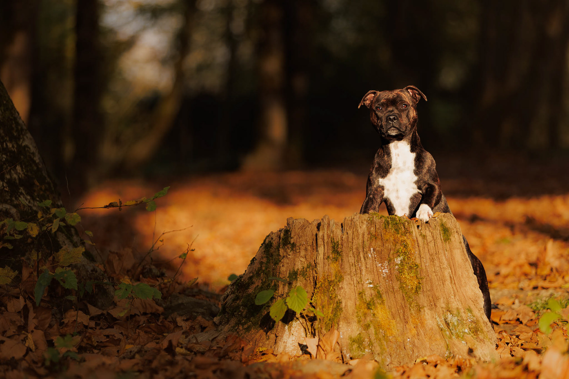 Séance canine en automne