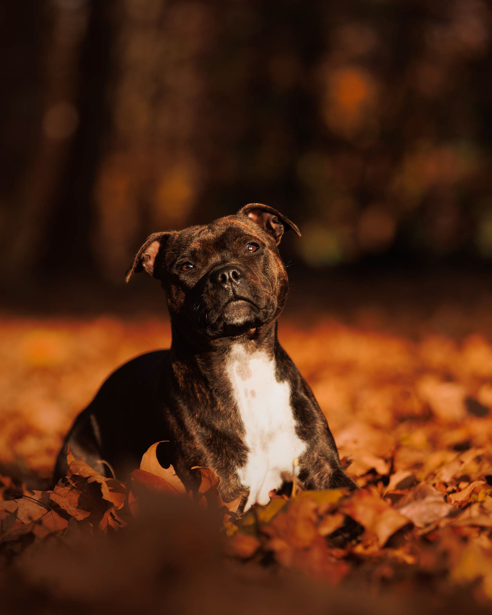 Séance en automne