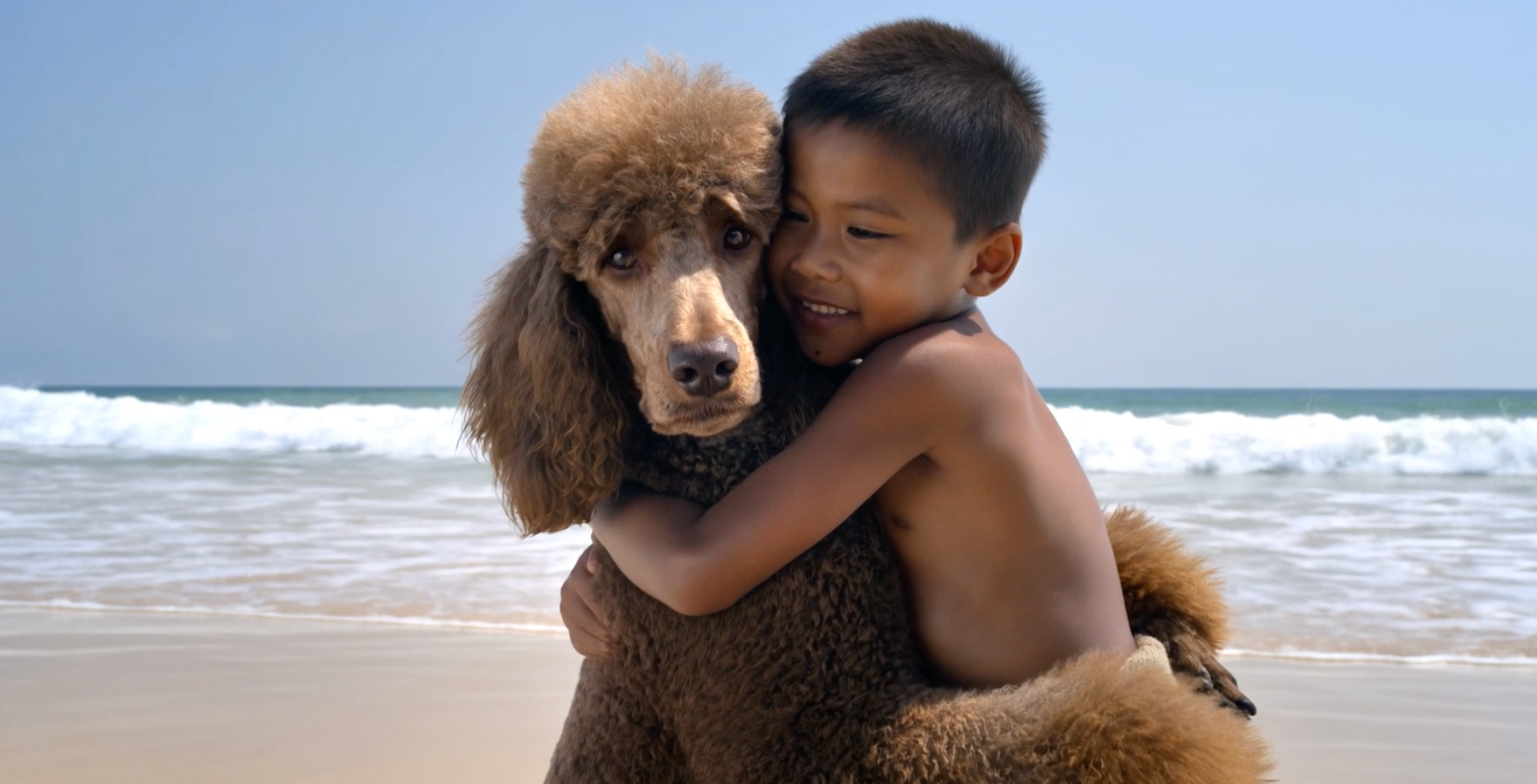 Poodle and Boy are long lost friends meeting for the first time.