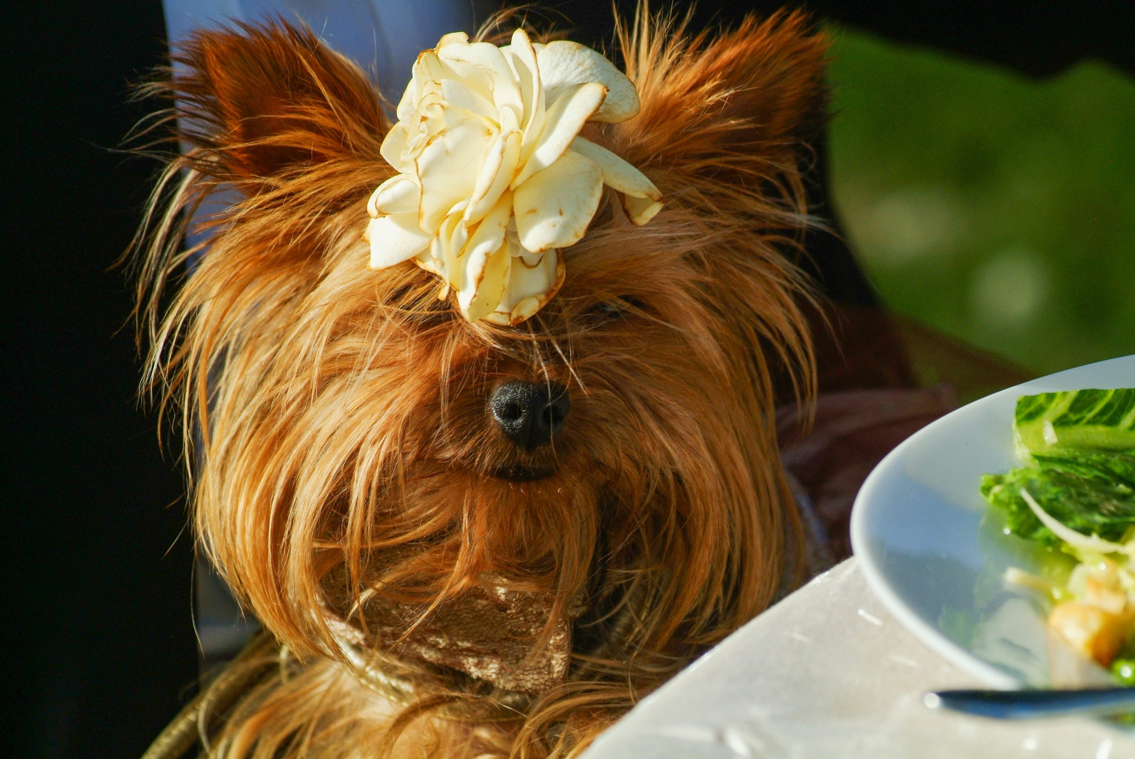 pets at weddings monterey
