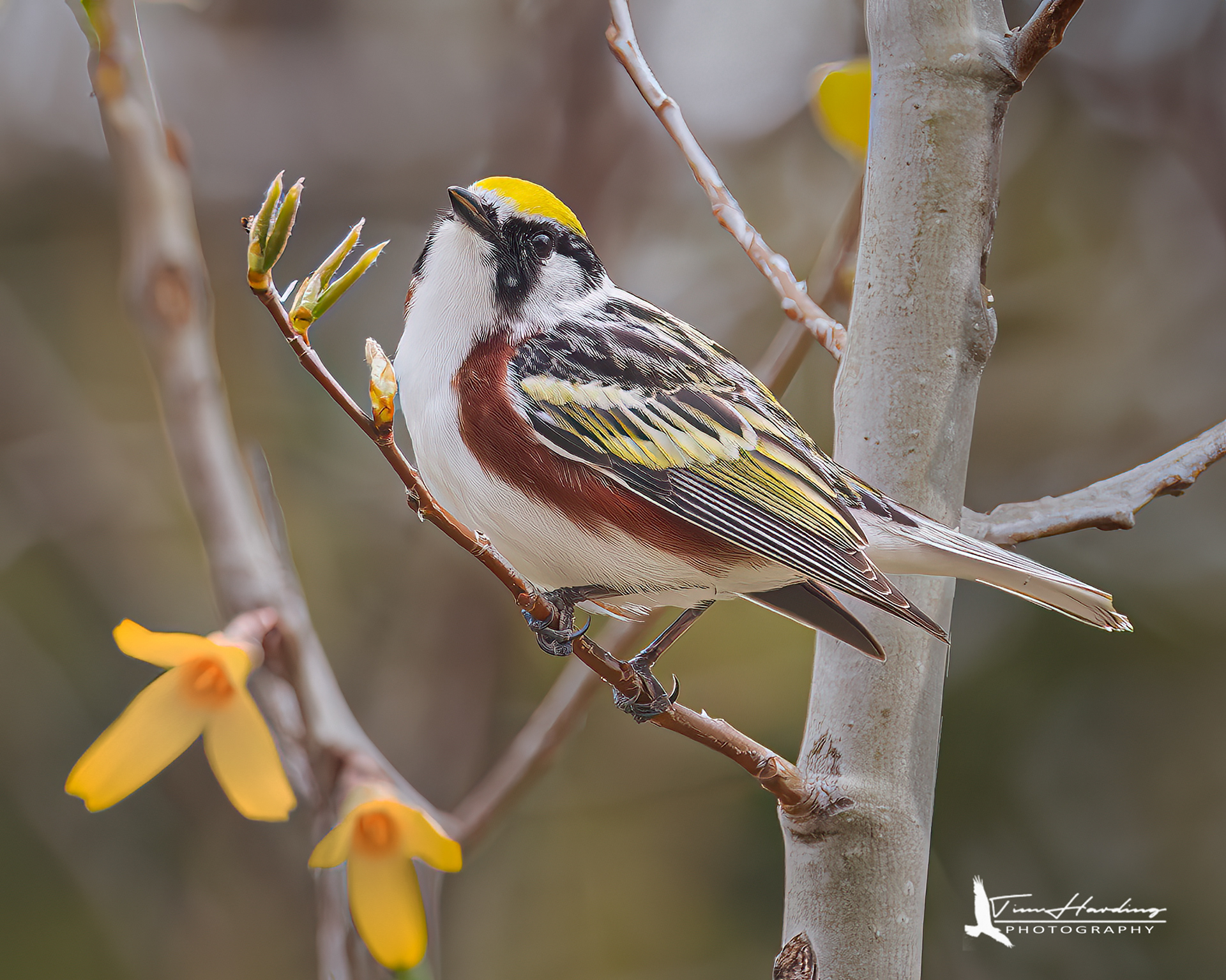 Chestnut-sided Warbler