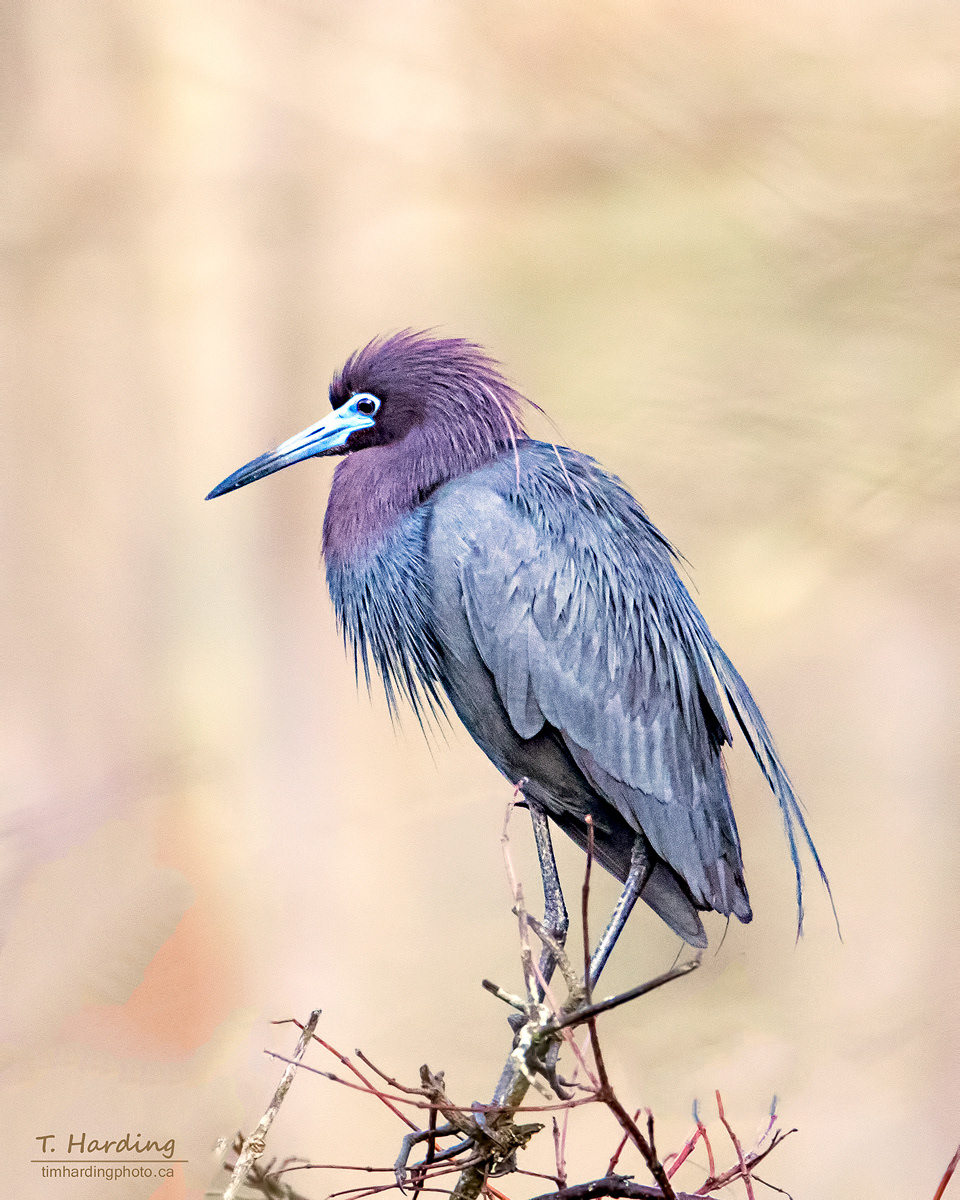 Little Blue Heron