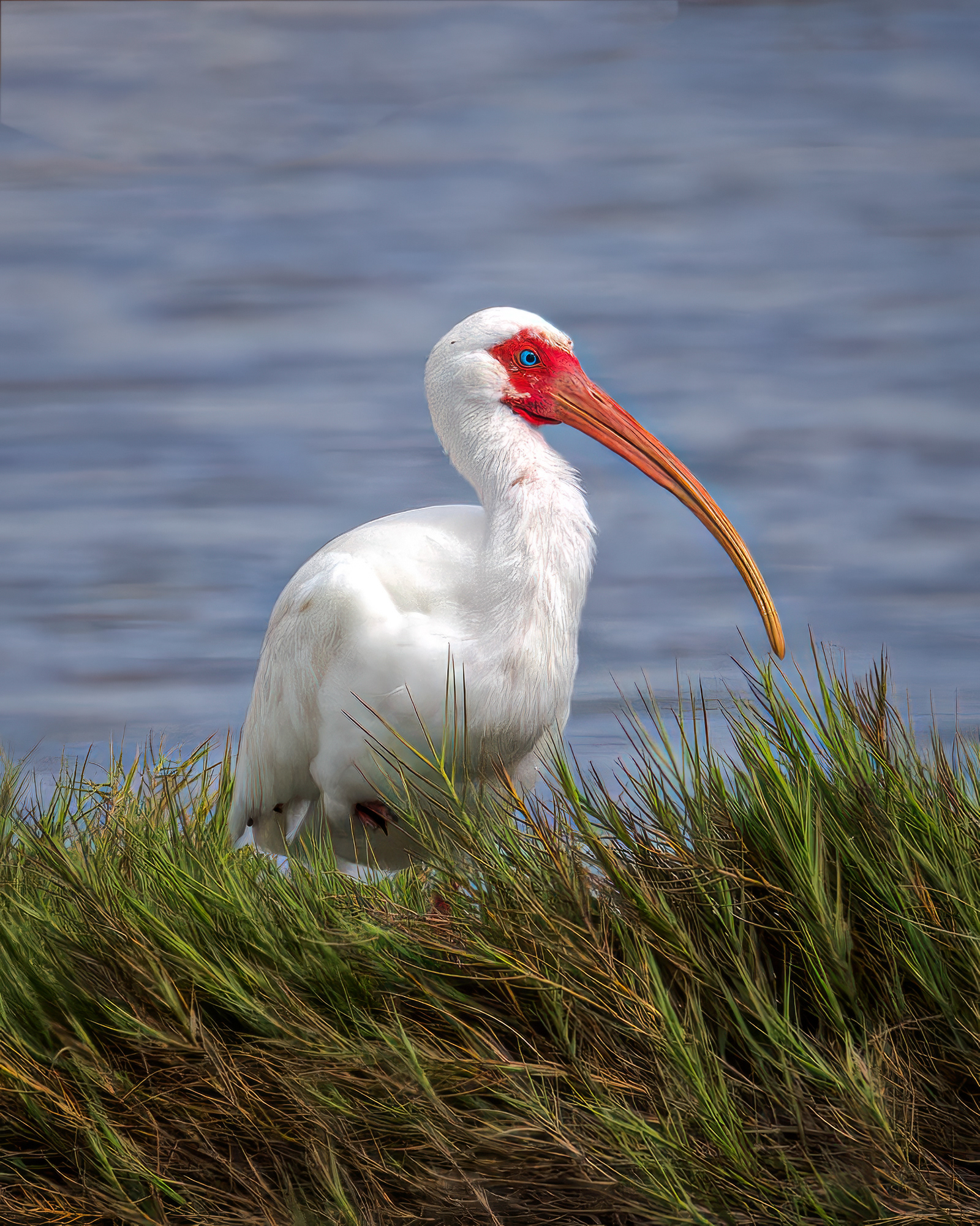 White Ibis