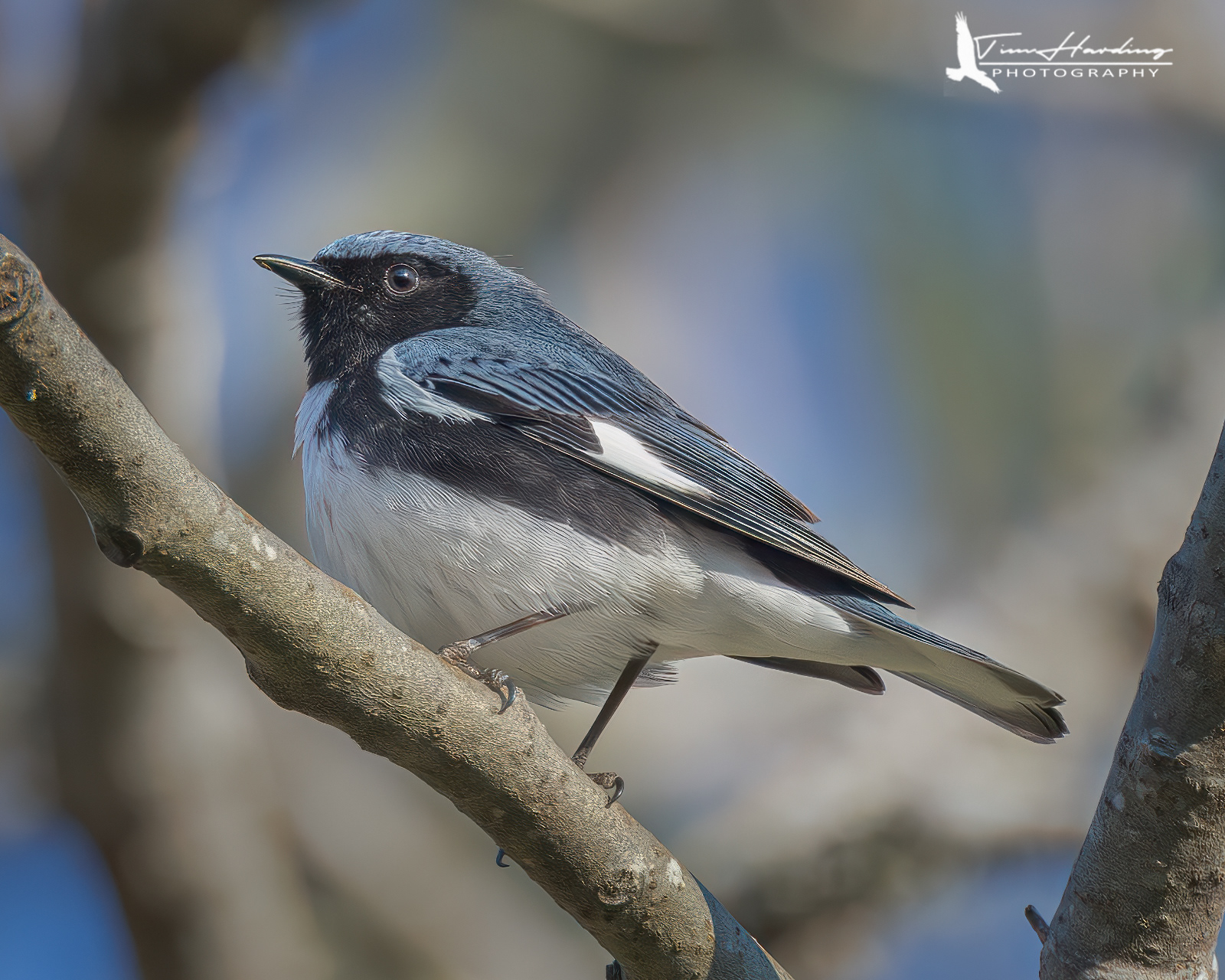 Black-throated Blue Warbler