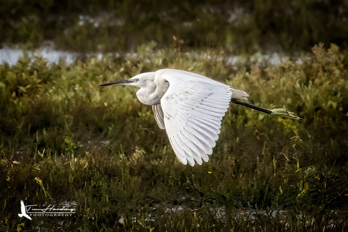 Little Egret