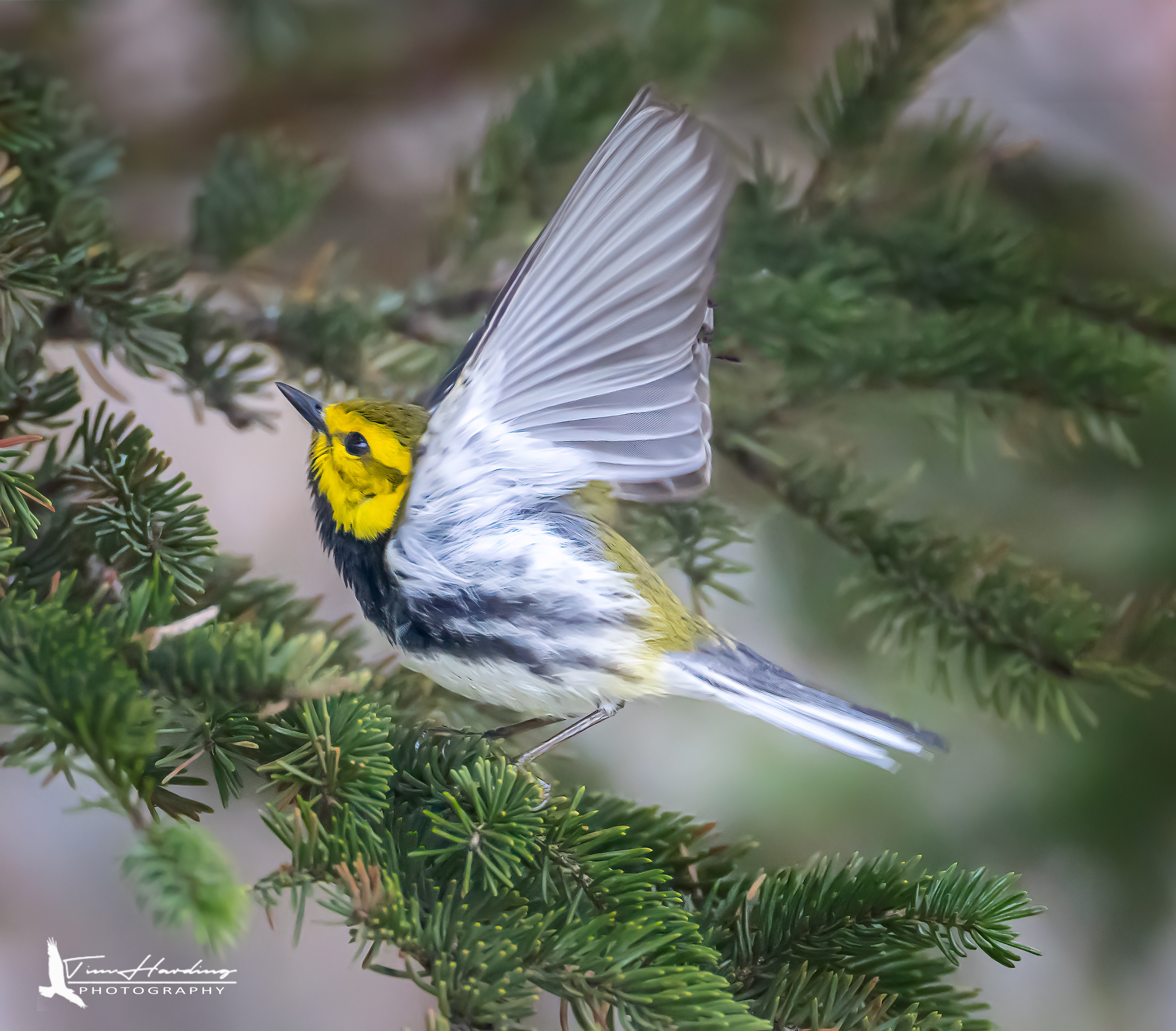 Magnolia Warbler