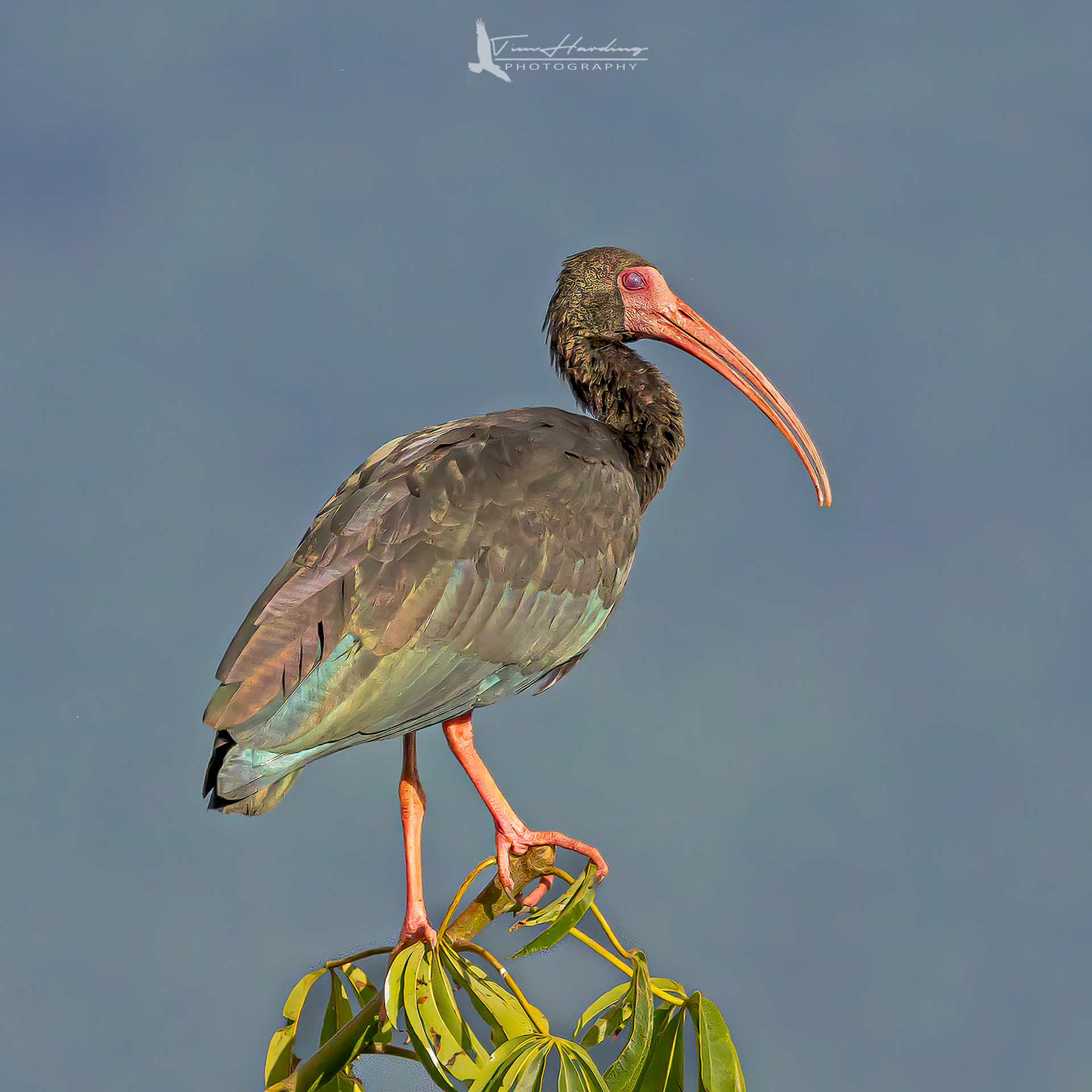 Bare-faced Ibis