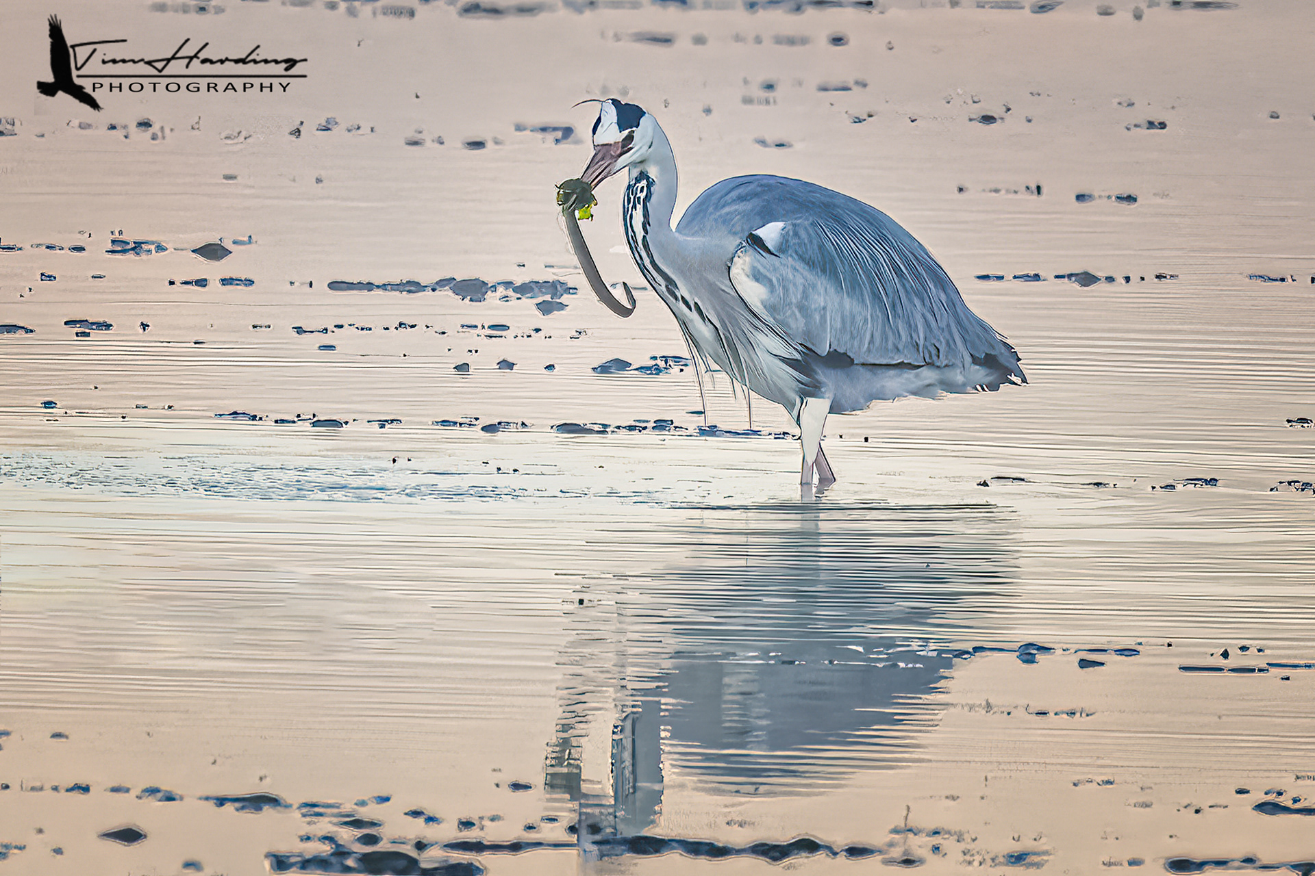 Gray Heron