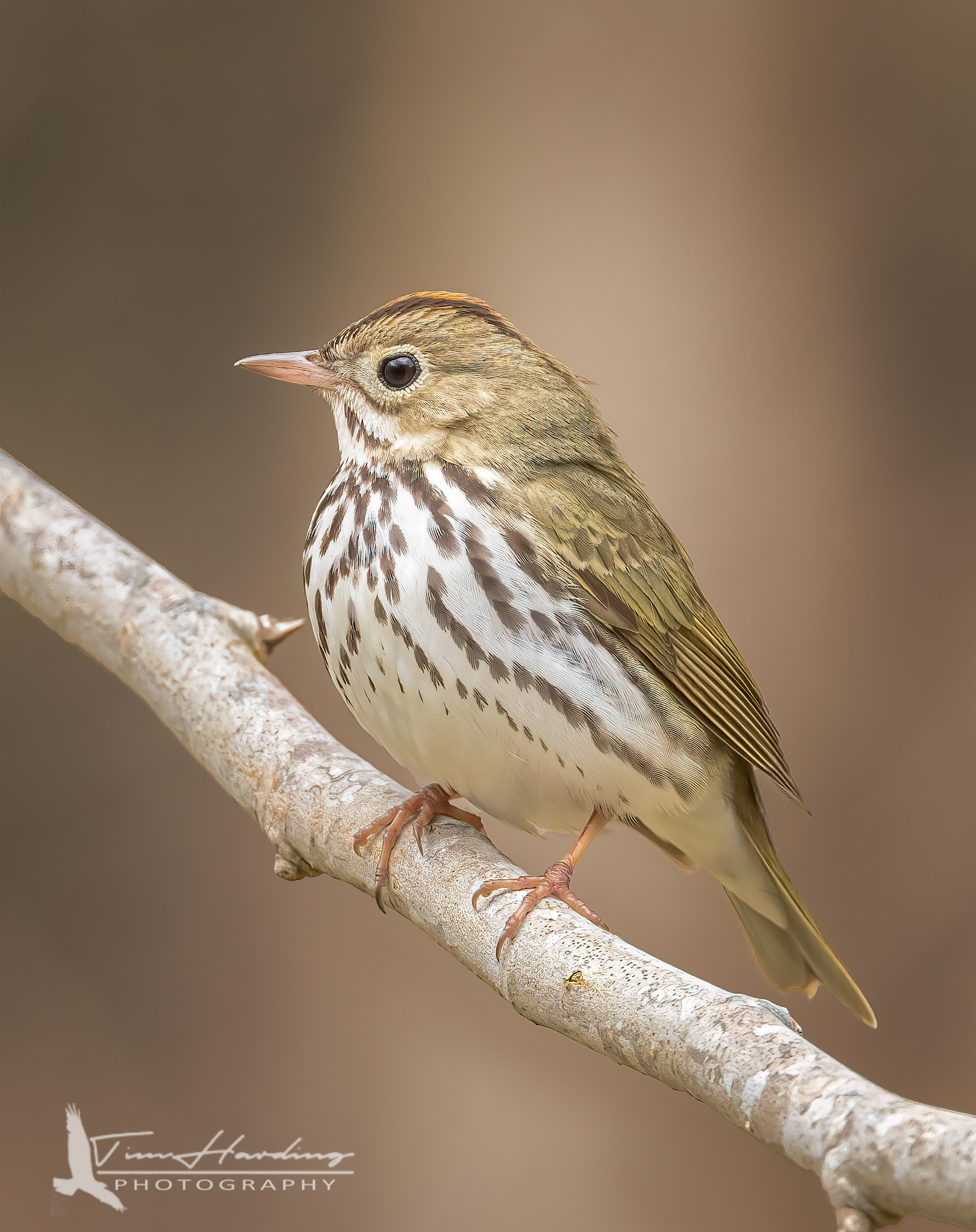 Ovenbird
