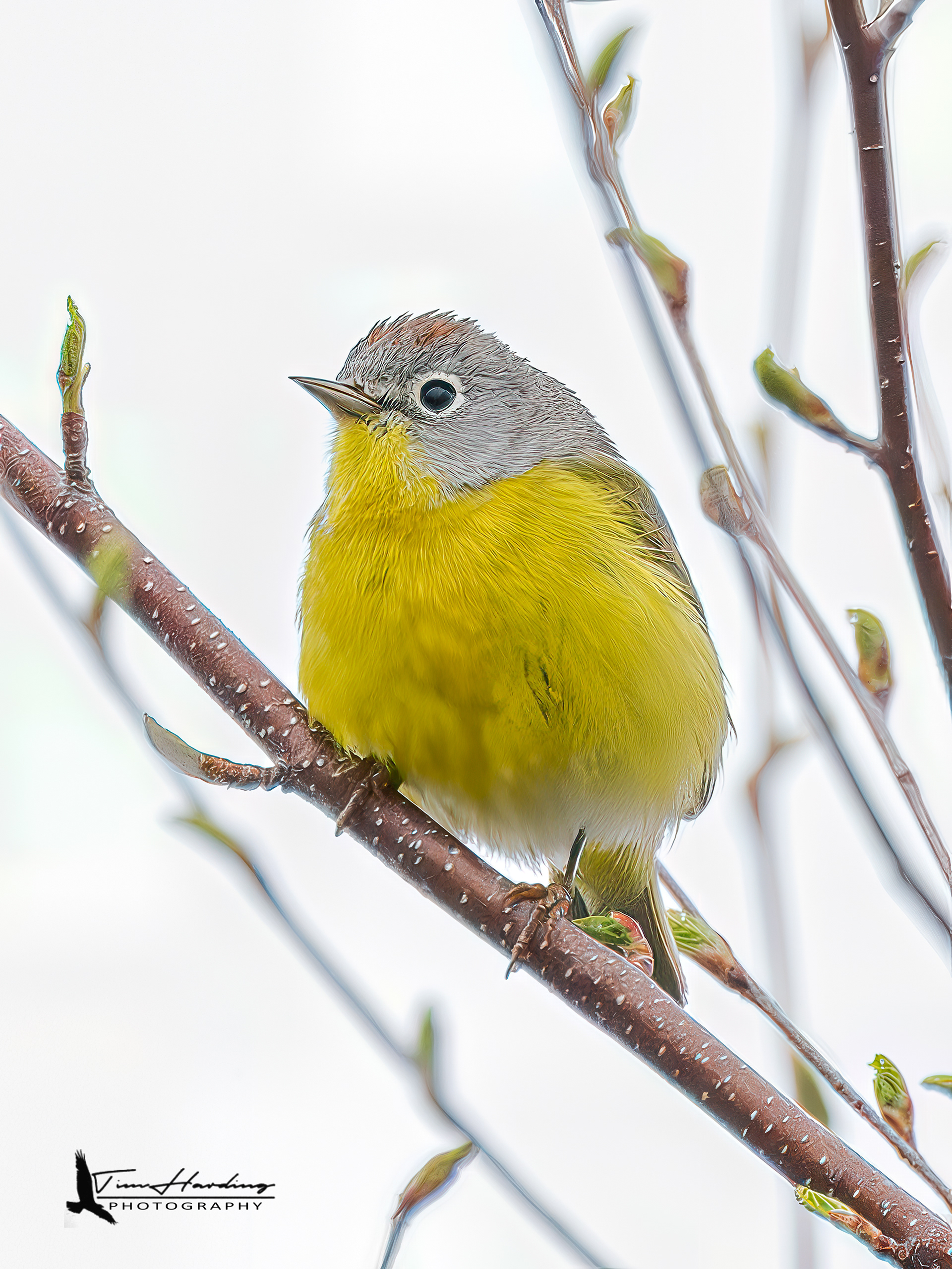 Nashville Warbler