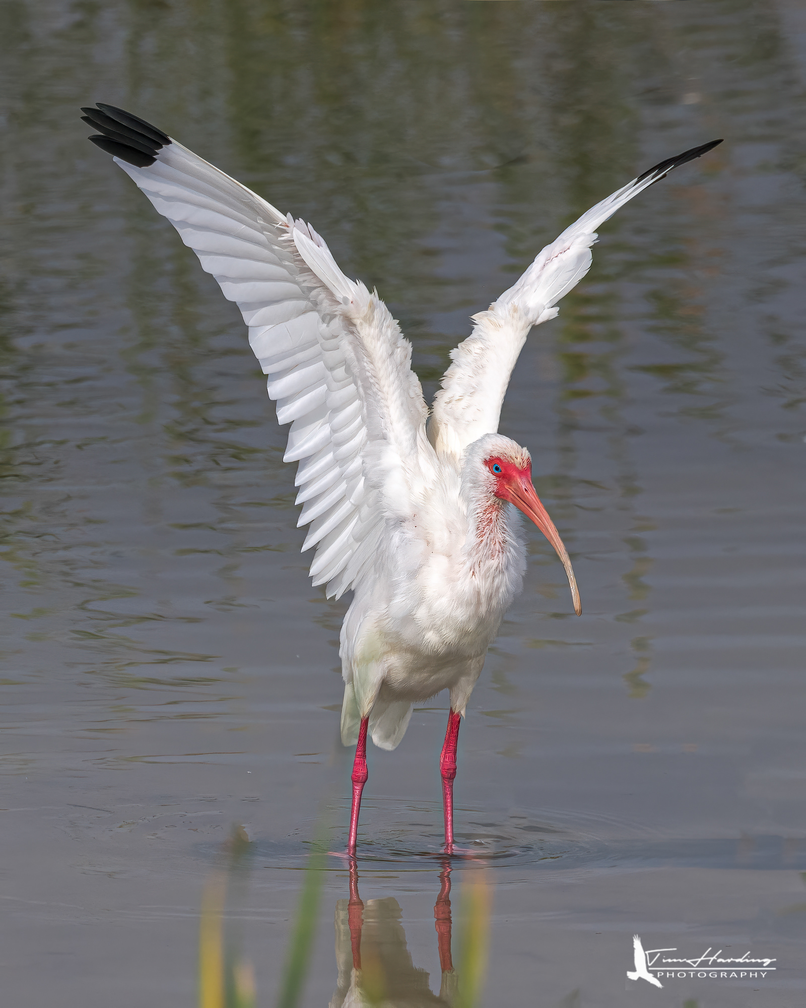 White Ibis
