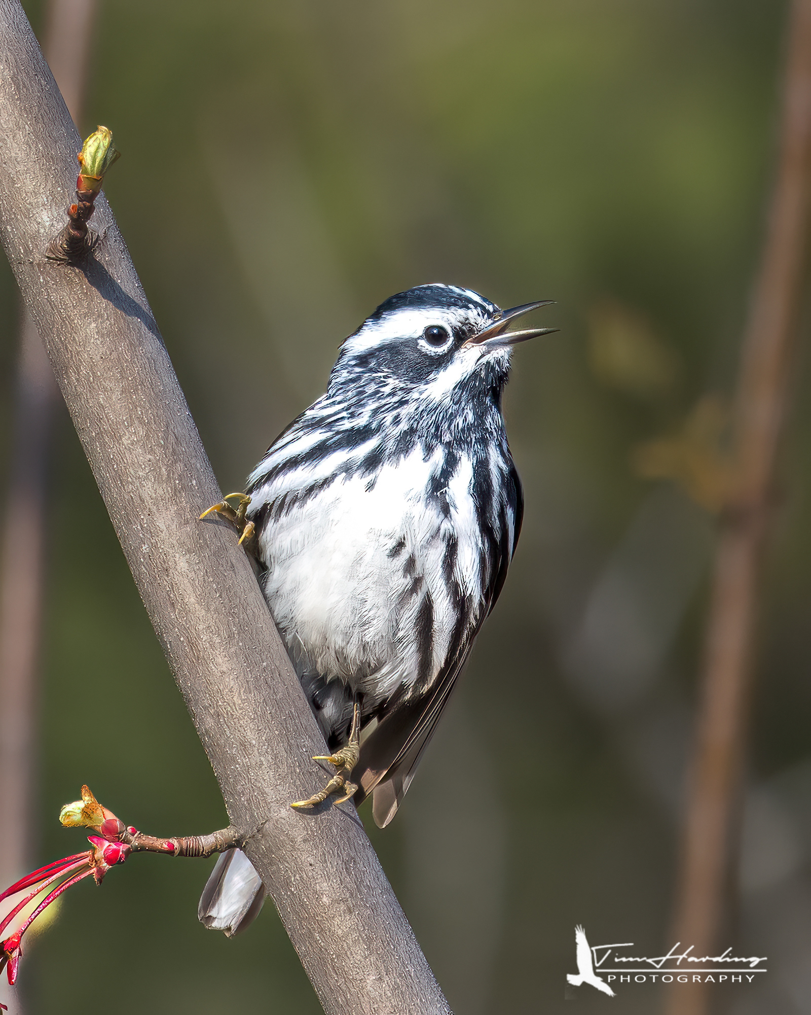 Black and White Warbler