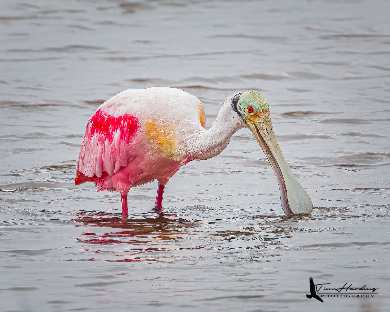 Roseate Spoonbill