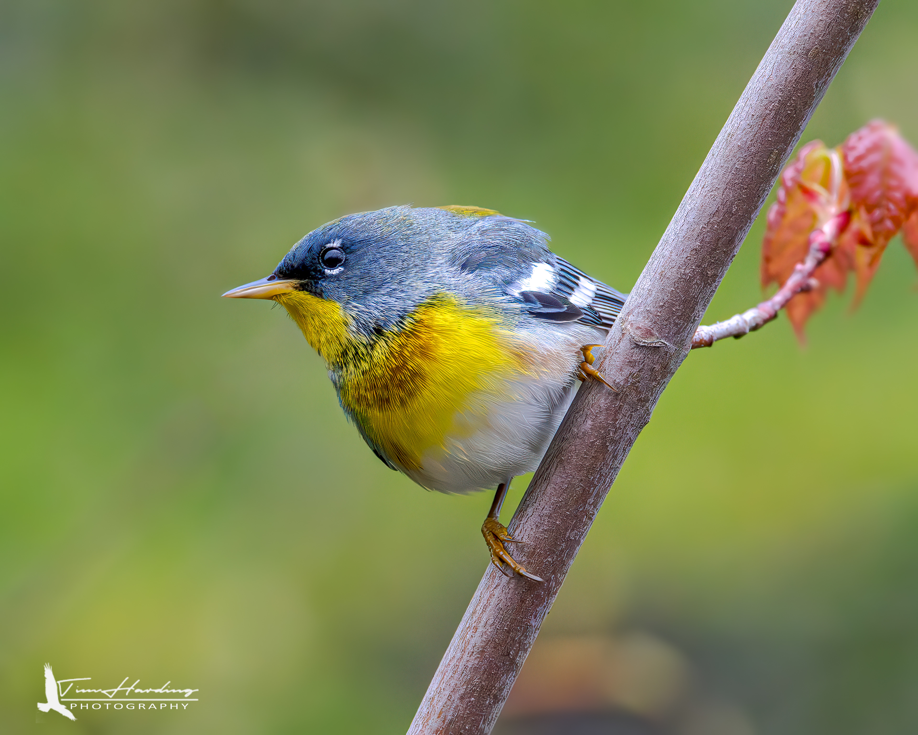 Northern Parula