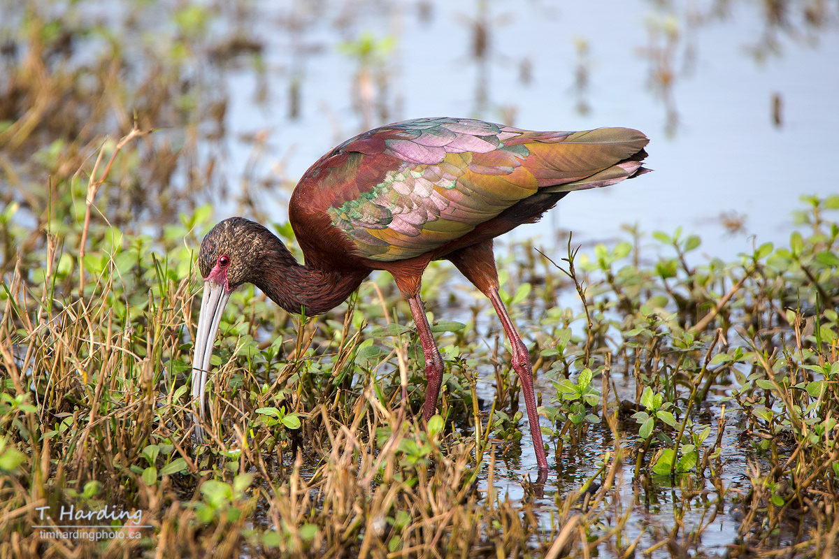 White-faced Ibis