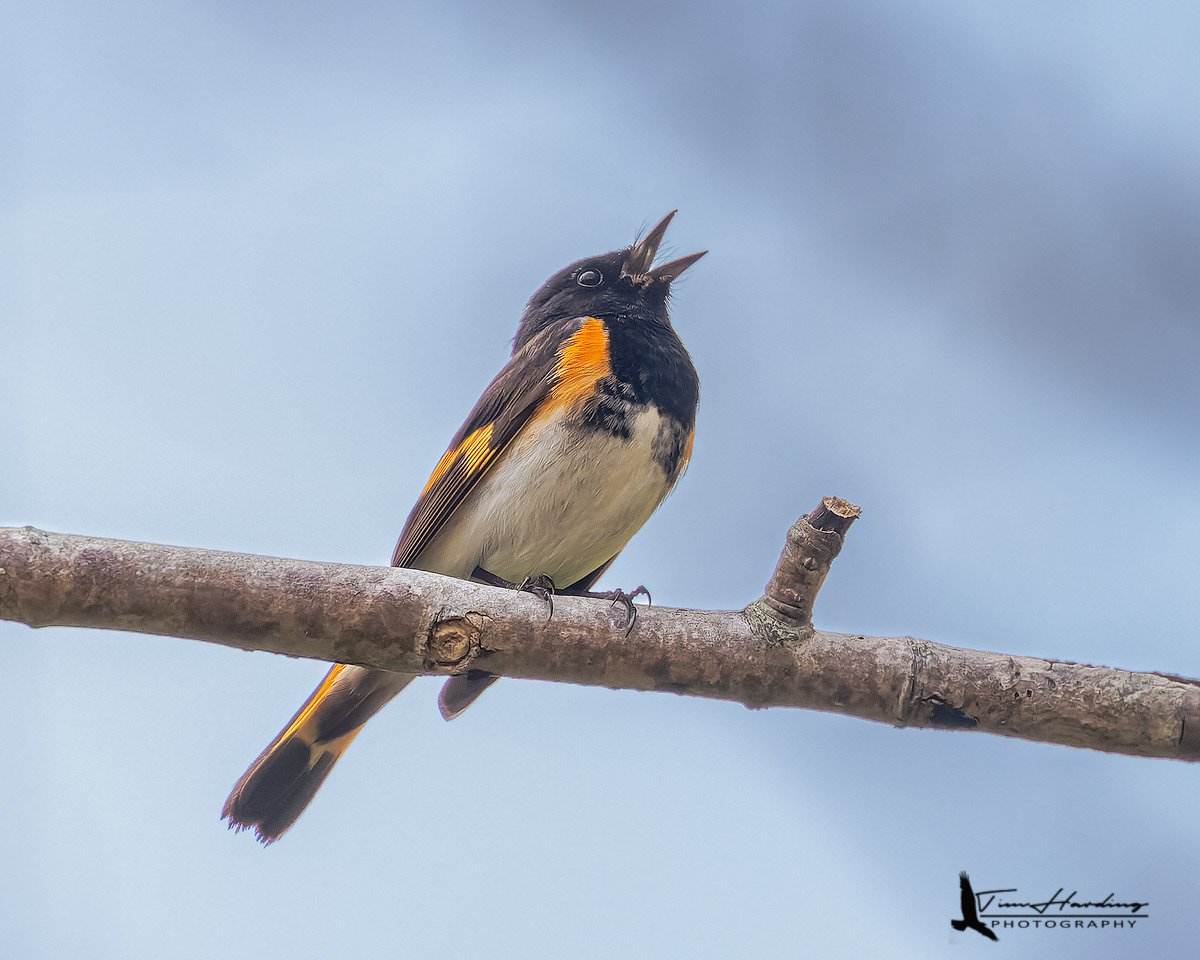 American Redstart