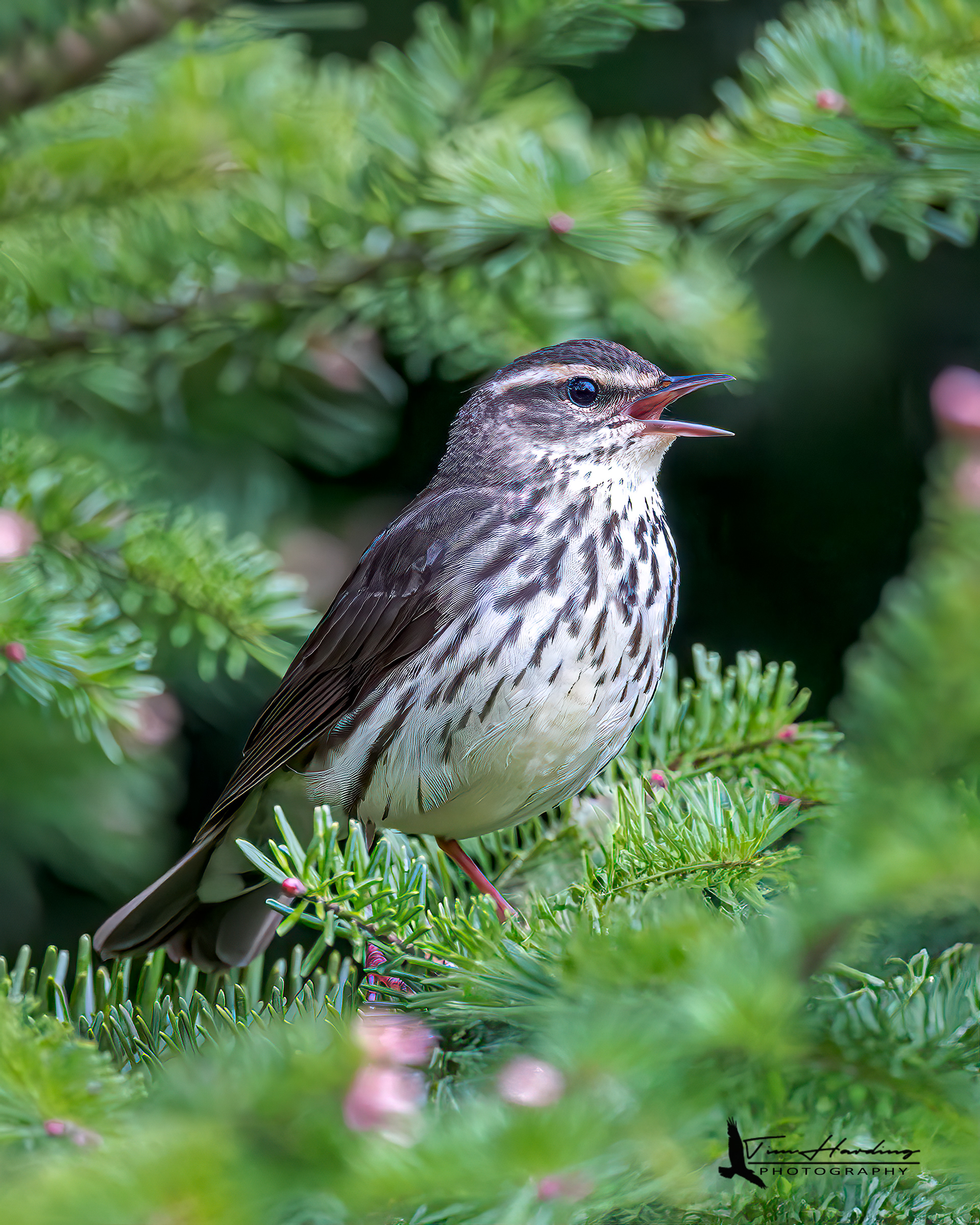 Northern Waterthrush