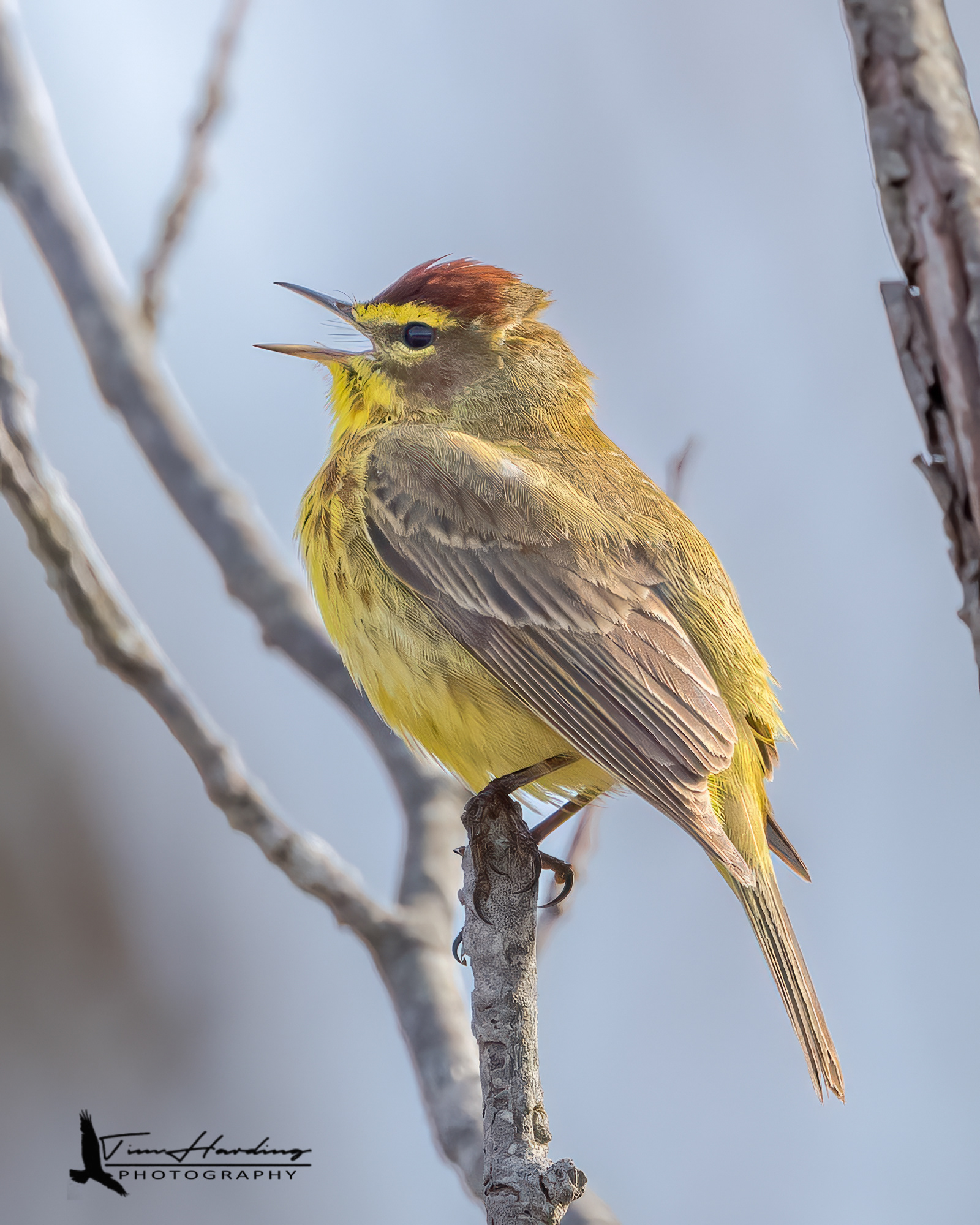 Palm Warbler