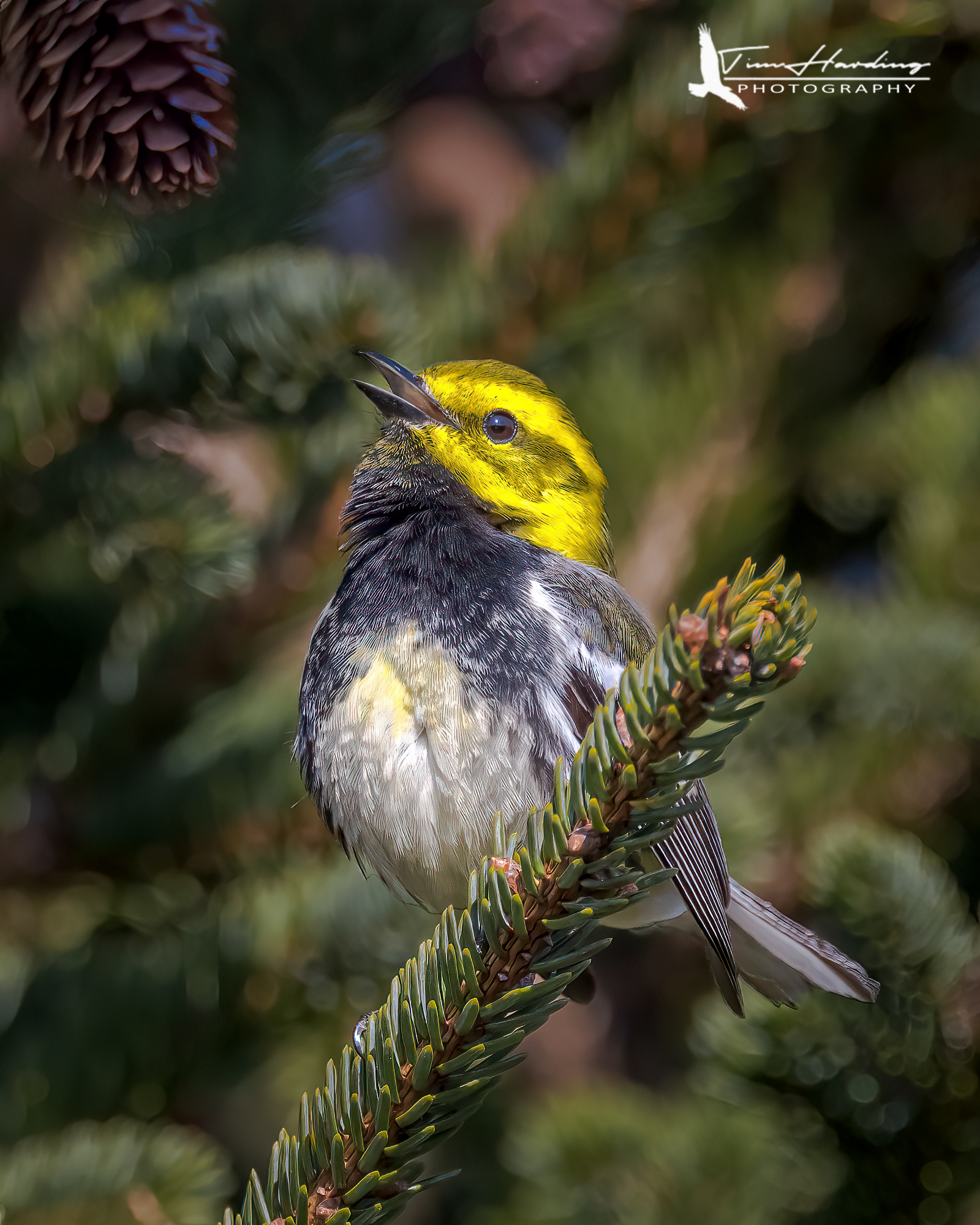 Black-throated Green Warbler