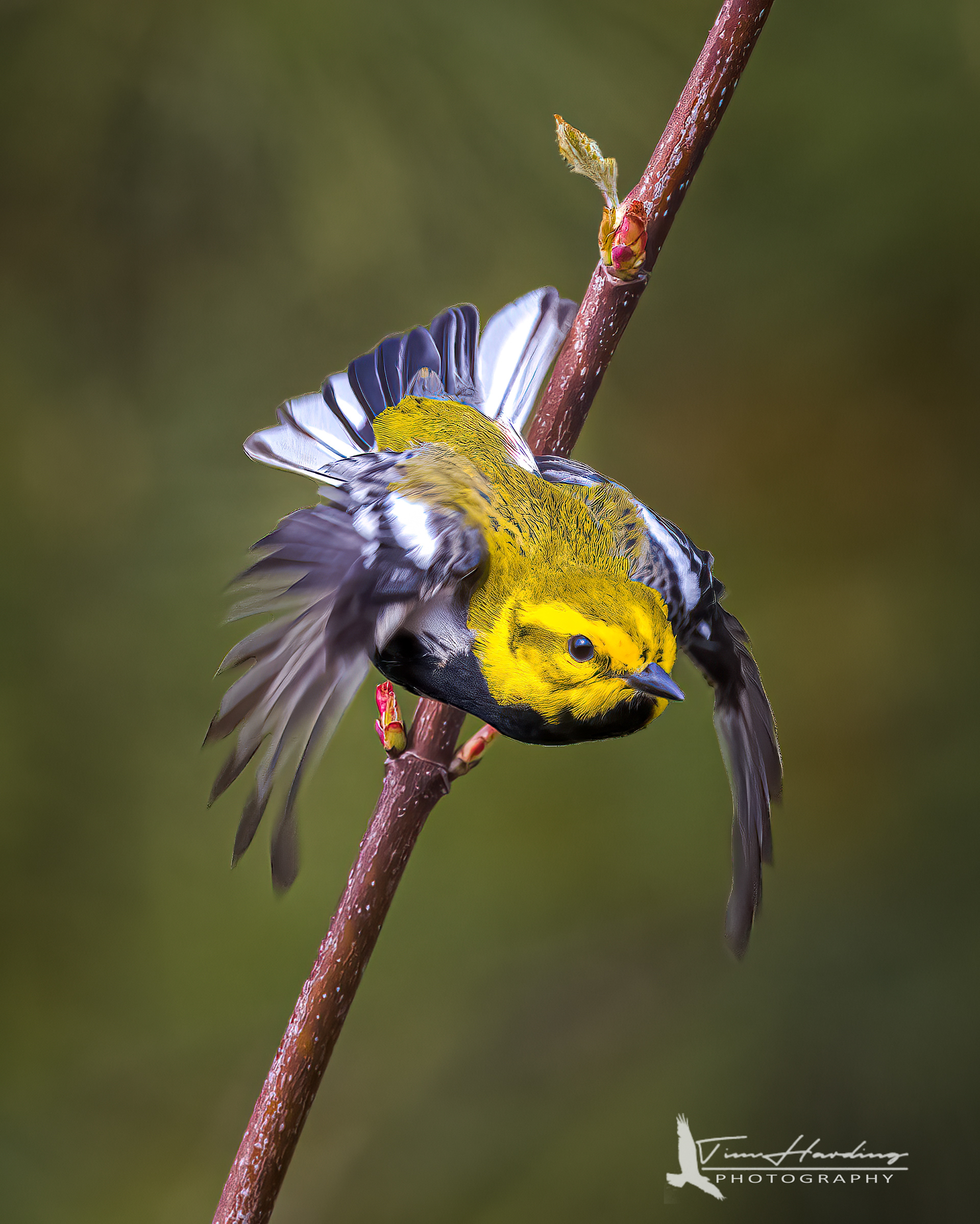 Black-throated Green Warbler