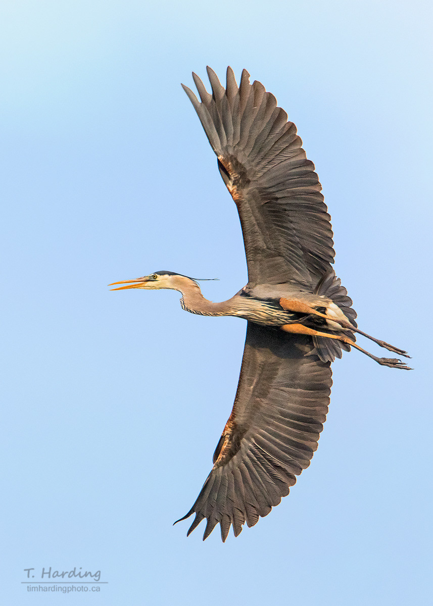 Great Blue Heron