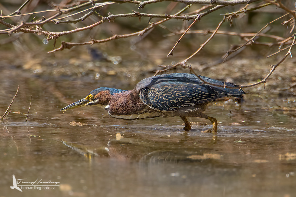 Green Heron