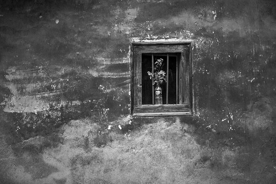 A water bottle gives life to a flower