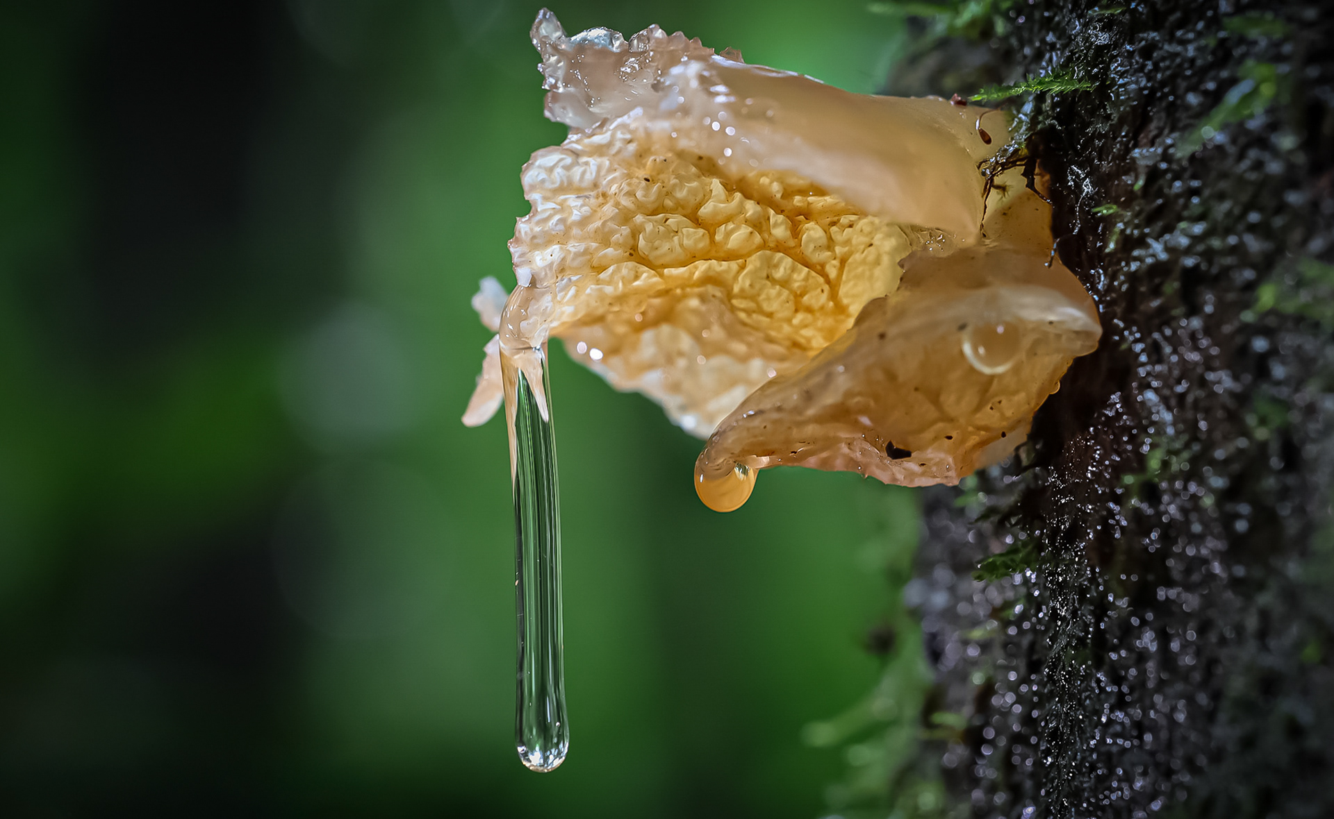 Fotografia premiada con el primer lugar en concurso de la asociacion de fotografías artística Costarricense.