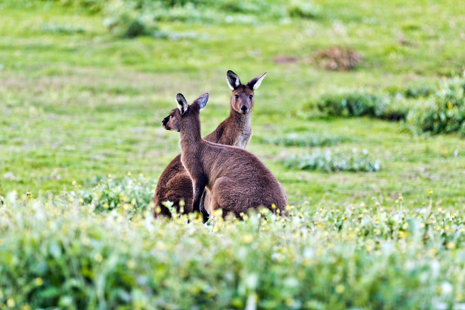 Kangaroo - Kerri Valley Resort - Pemberton