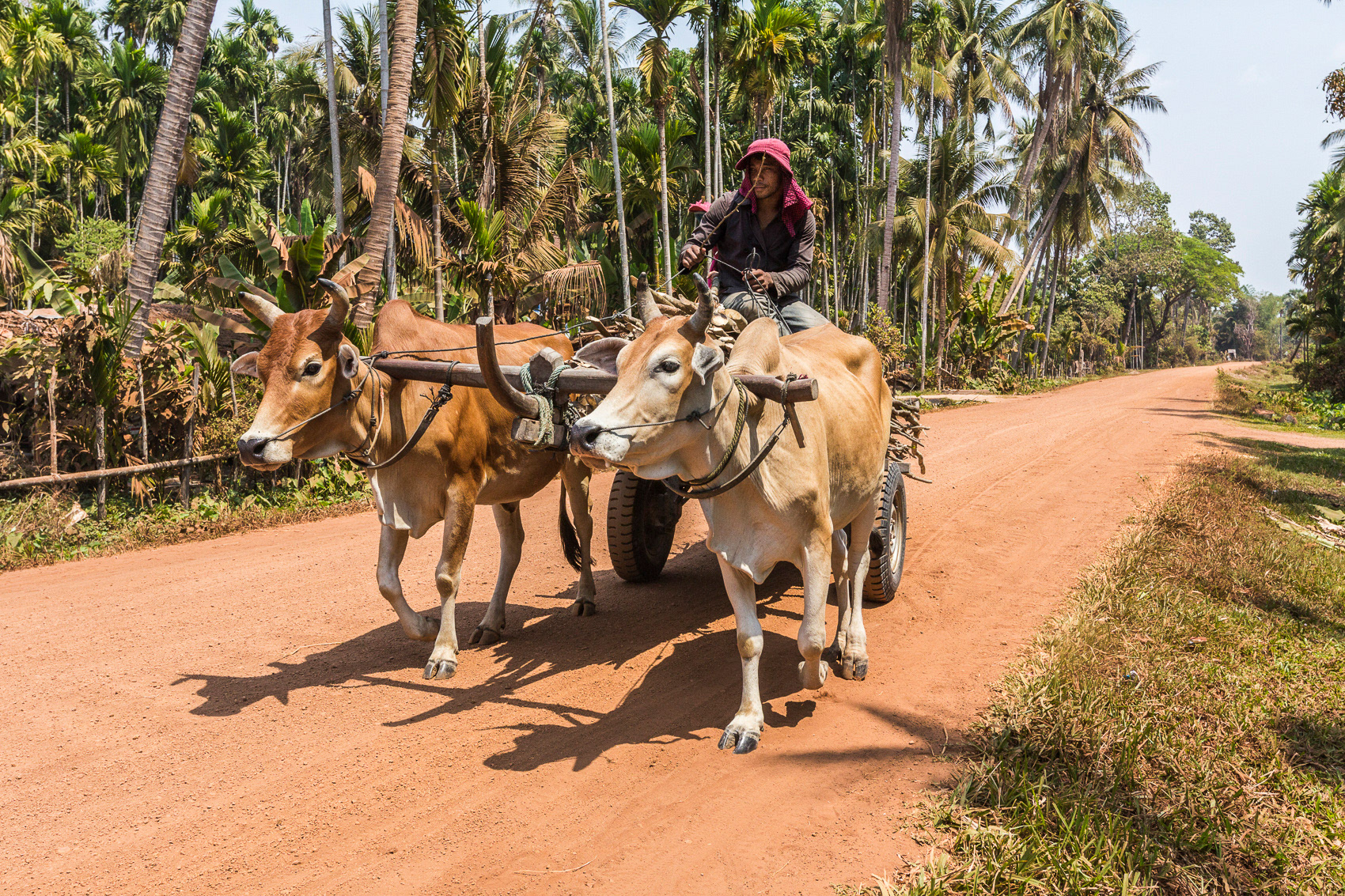 Rural life - Chhob Villiage - Siem Reap province - Cambodia.